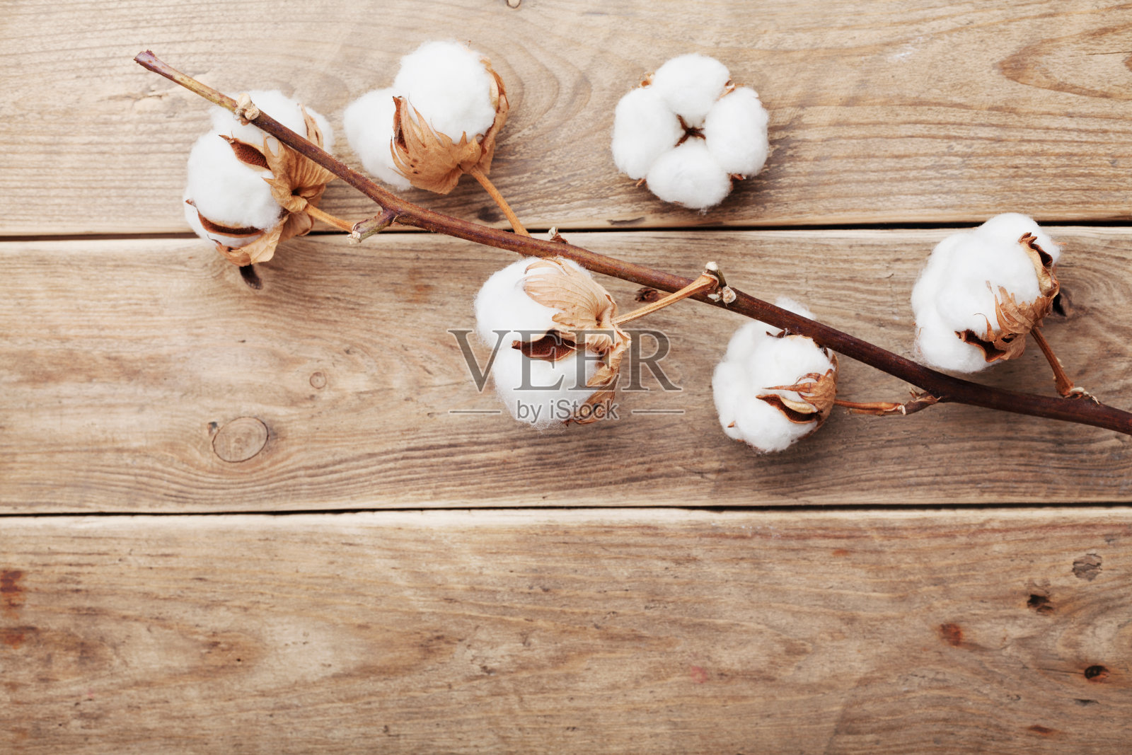 棉花花放在质朴的木桌上面，平铺着。照片摄影图片