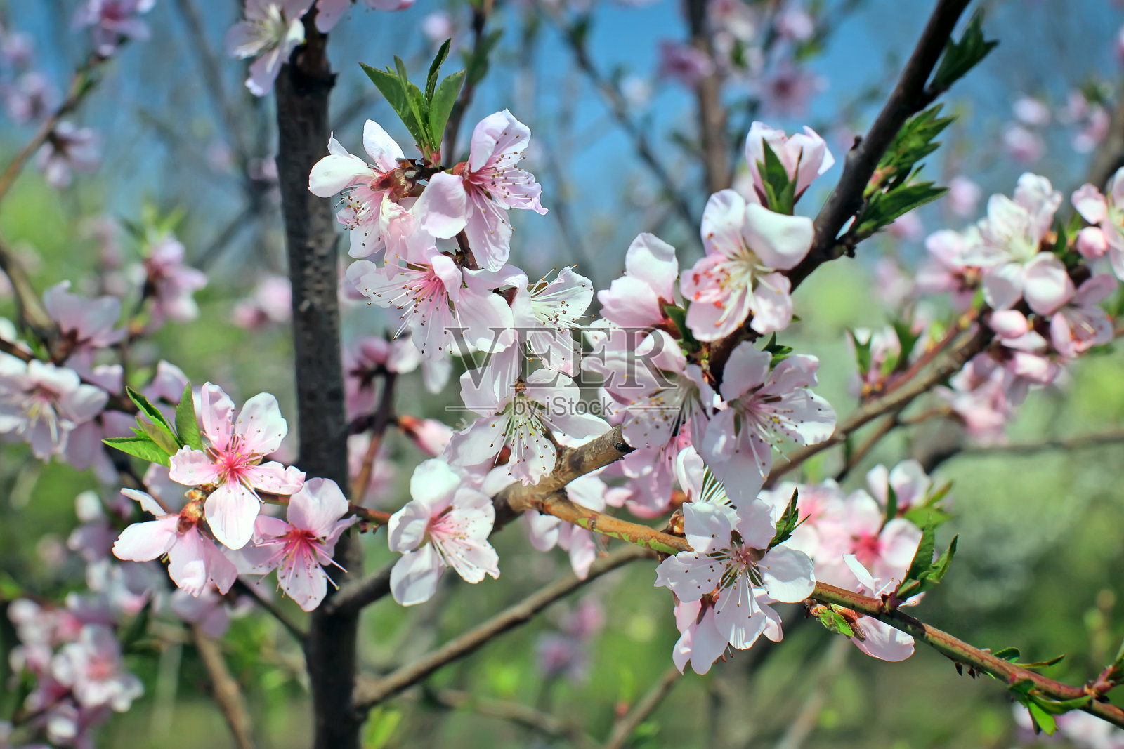 粉红色的花朵盛开的树照片摄影图片