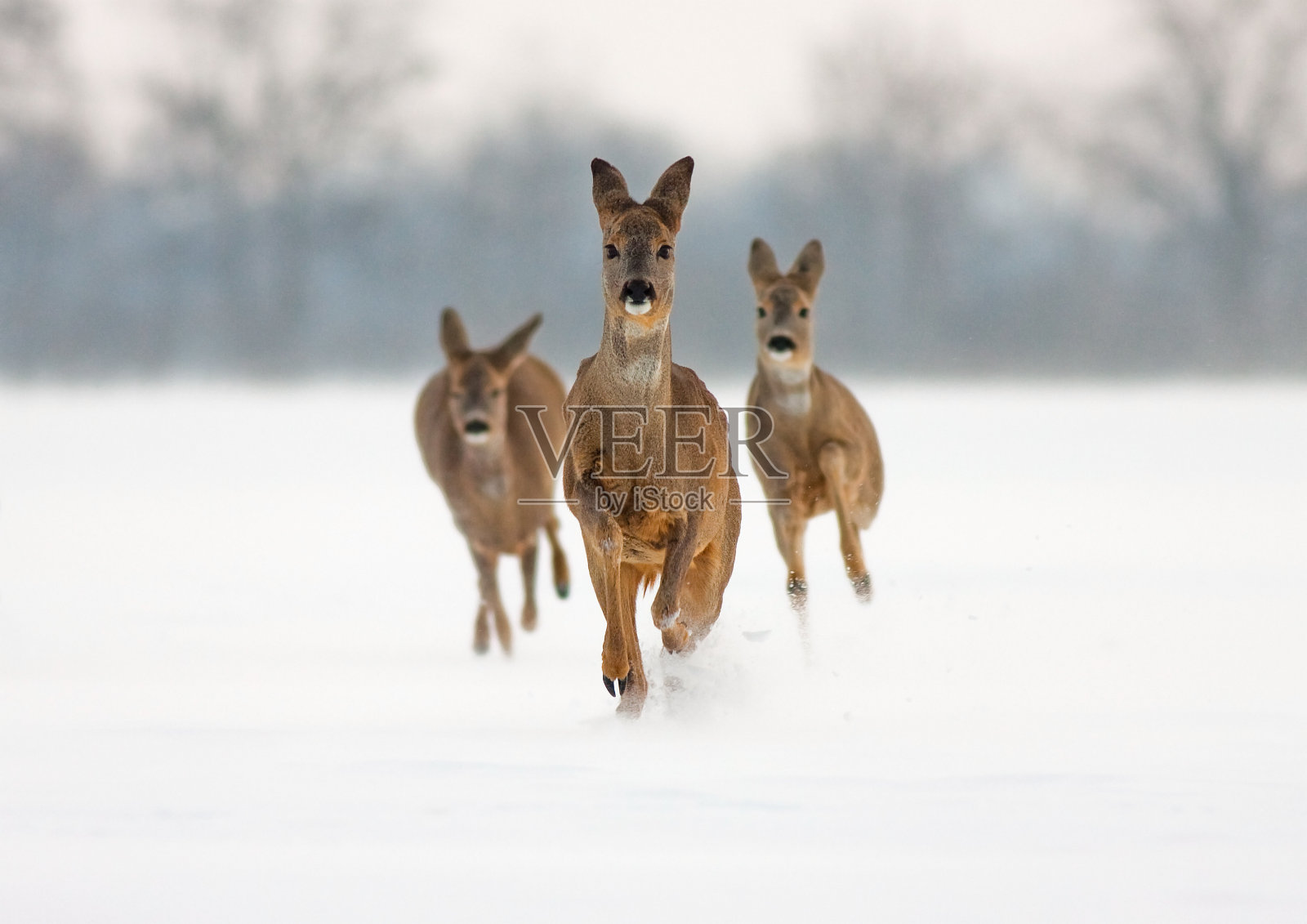 三只狍子在雪地里向西莫拉跑去照片摄影图片