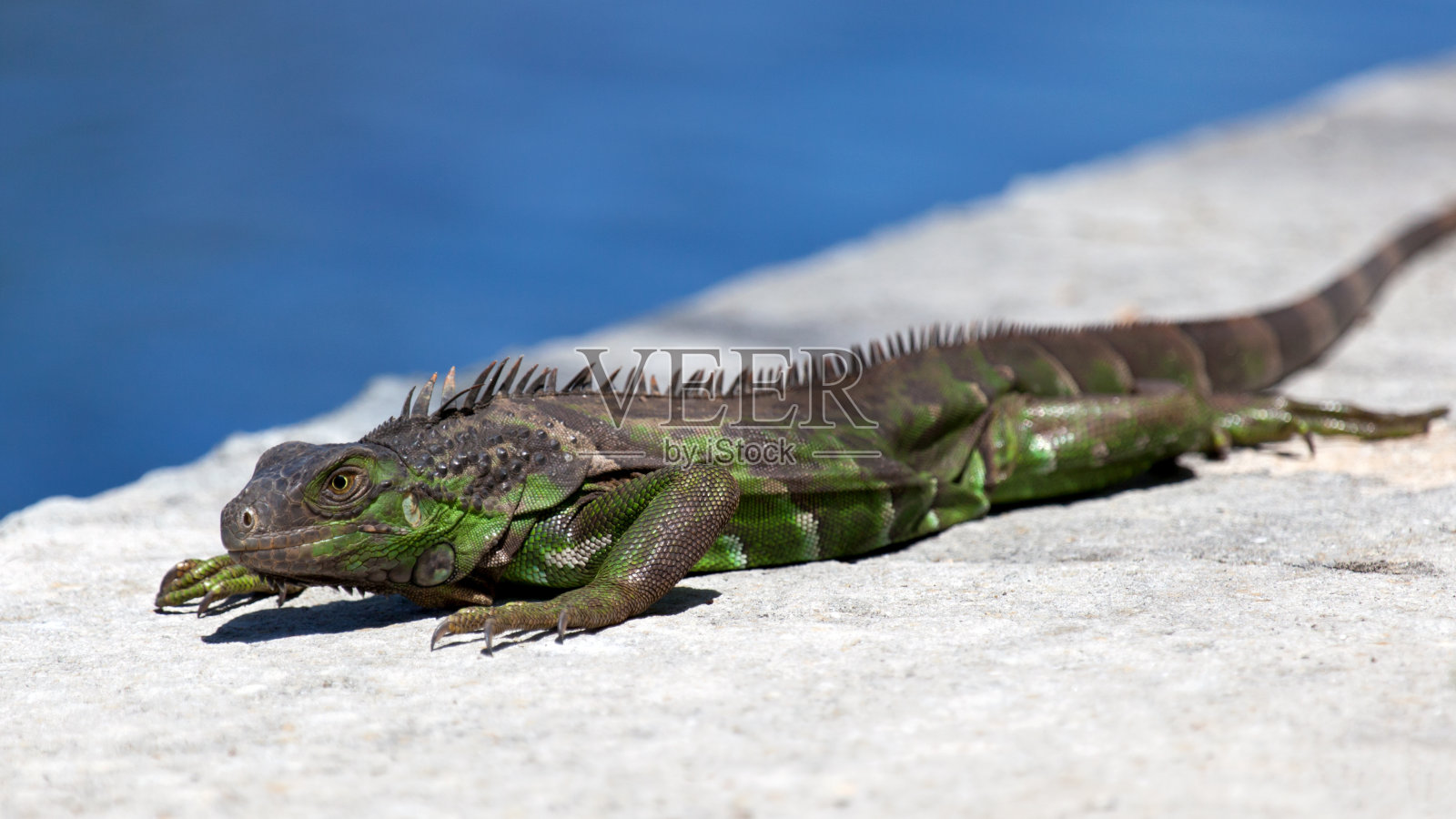 绿鬣蜥(鬣蜥科)爬行，劳德代尔堡，佛罗里达州照片摄影图片