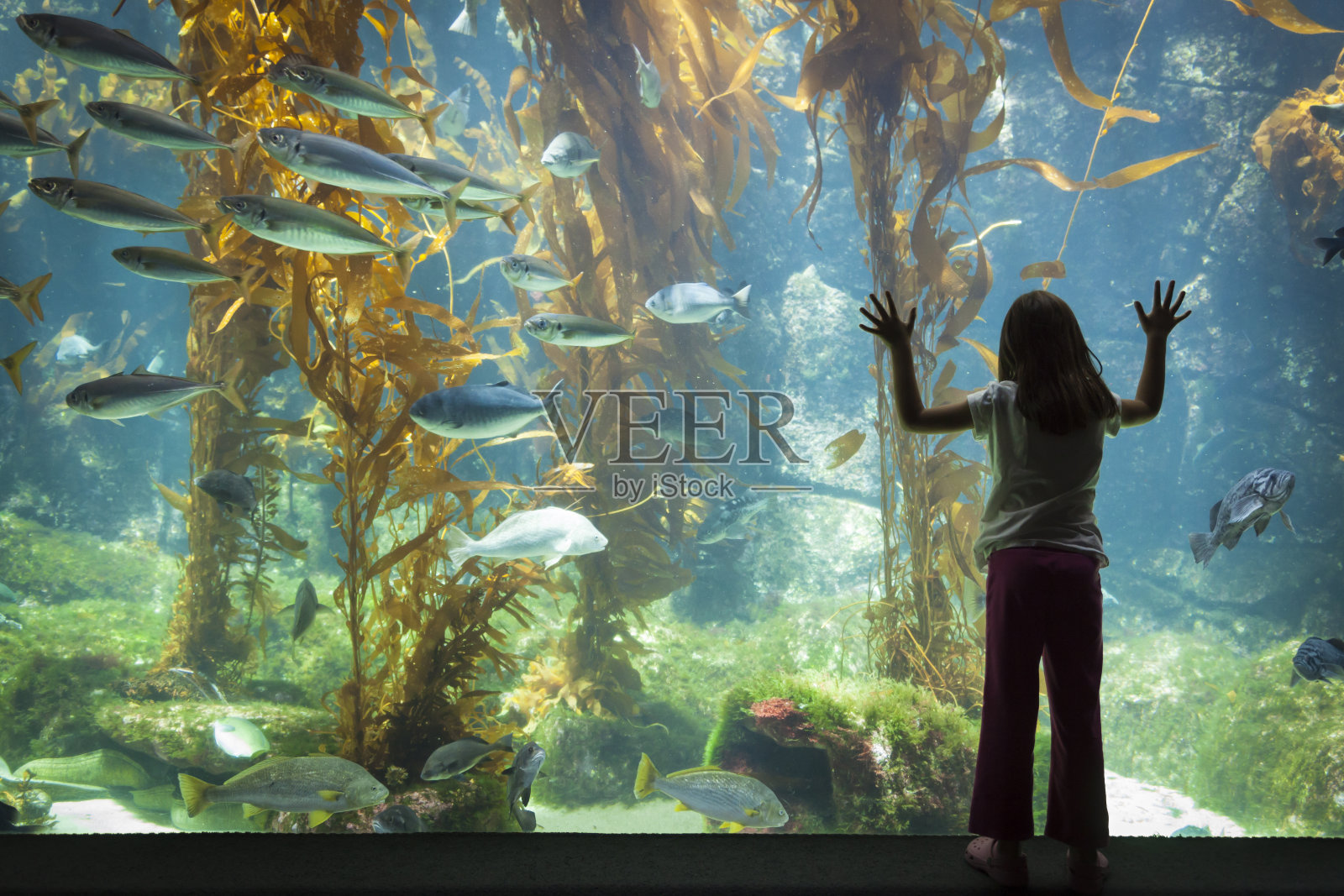 小女孩站在大型水族馆观察玻璃前照片摄影图片