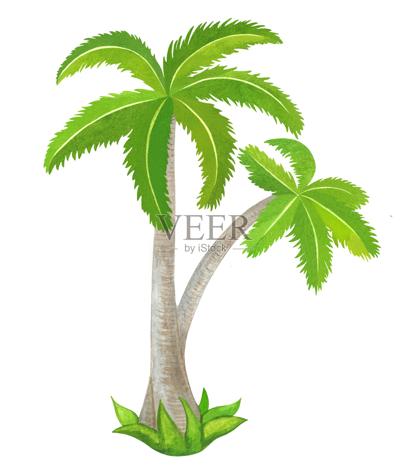 水彩椰子树孤立设计元素图片