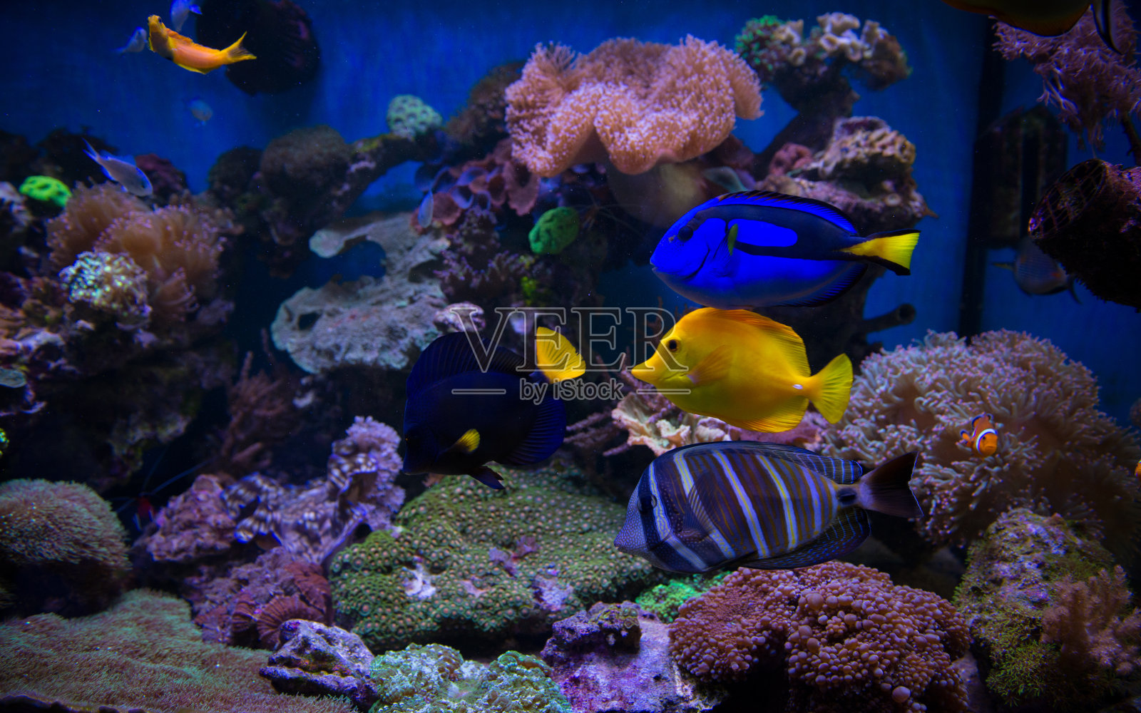 海洋水族馆鱼类和珊瑚照片摄影图片