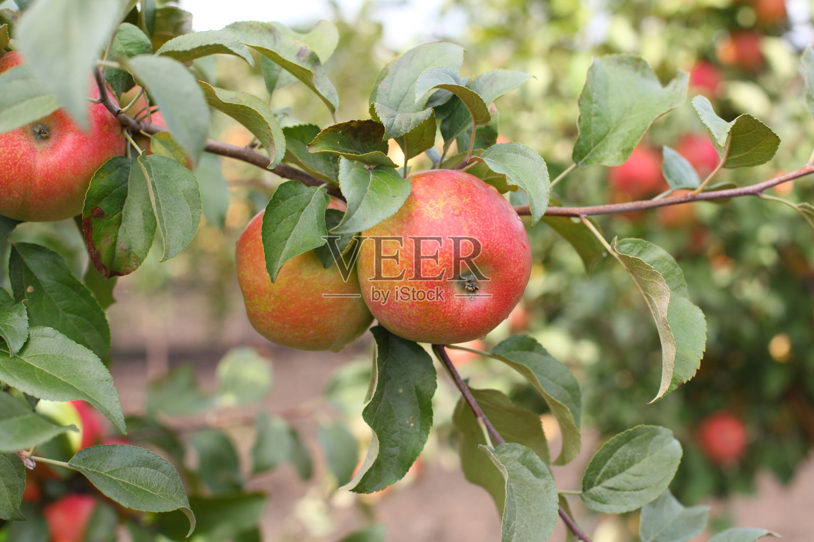 红苹果在苹果树枝上蜜脆照片摄影图片
