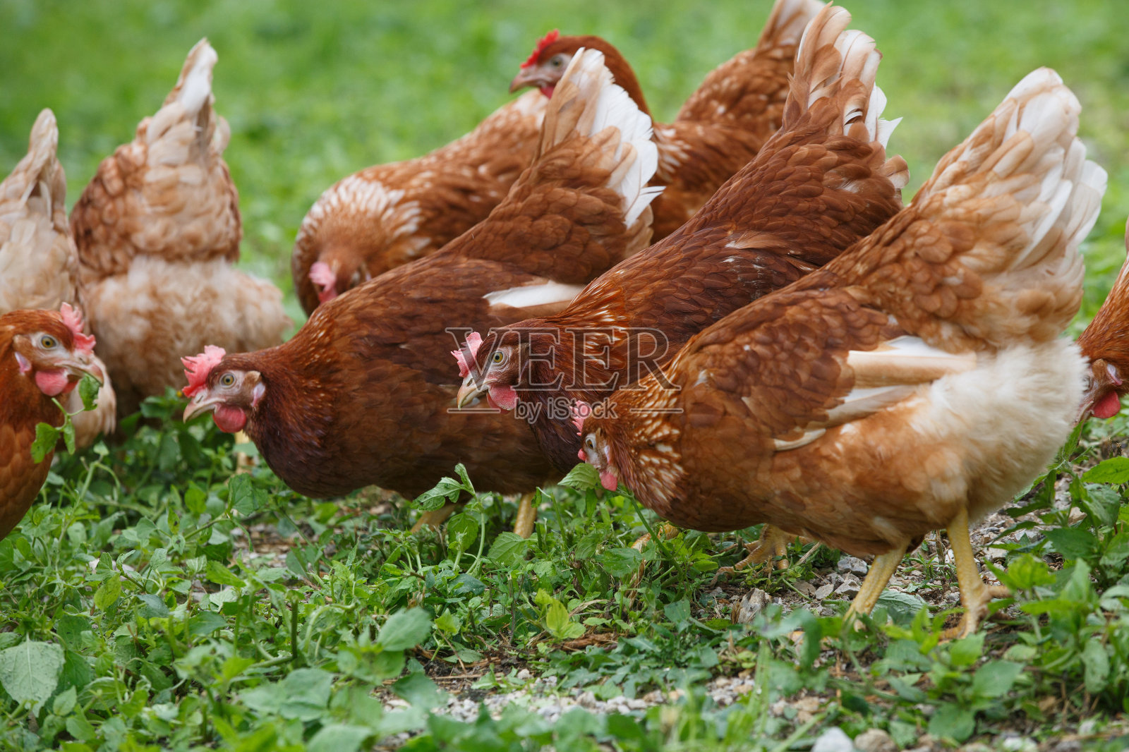 有机农场里的散养母鸡(鸡)照片摄影图片