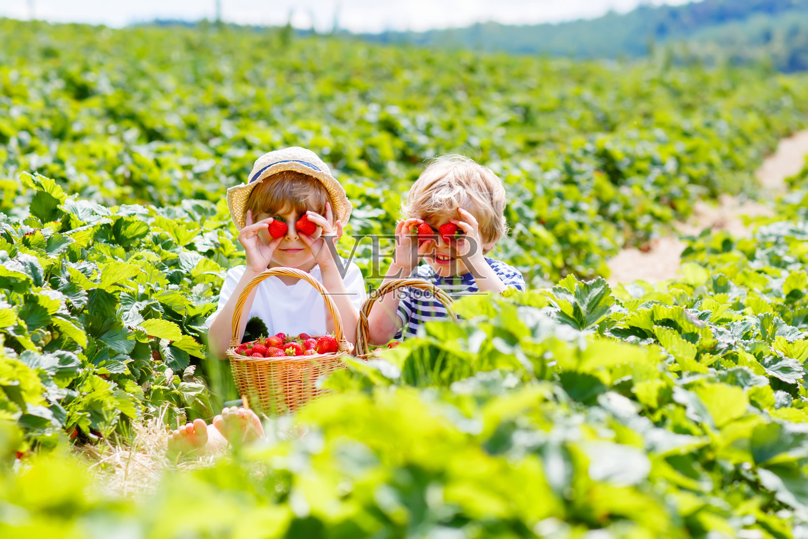 夏天草莓农场的两个小男孩照片摄影图片