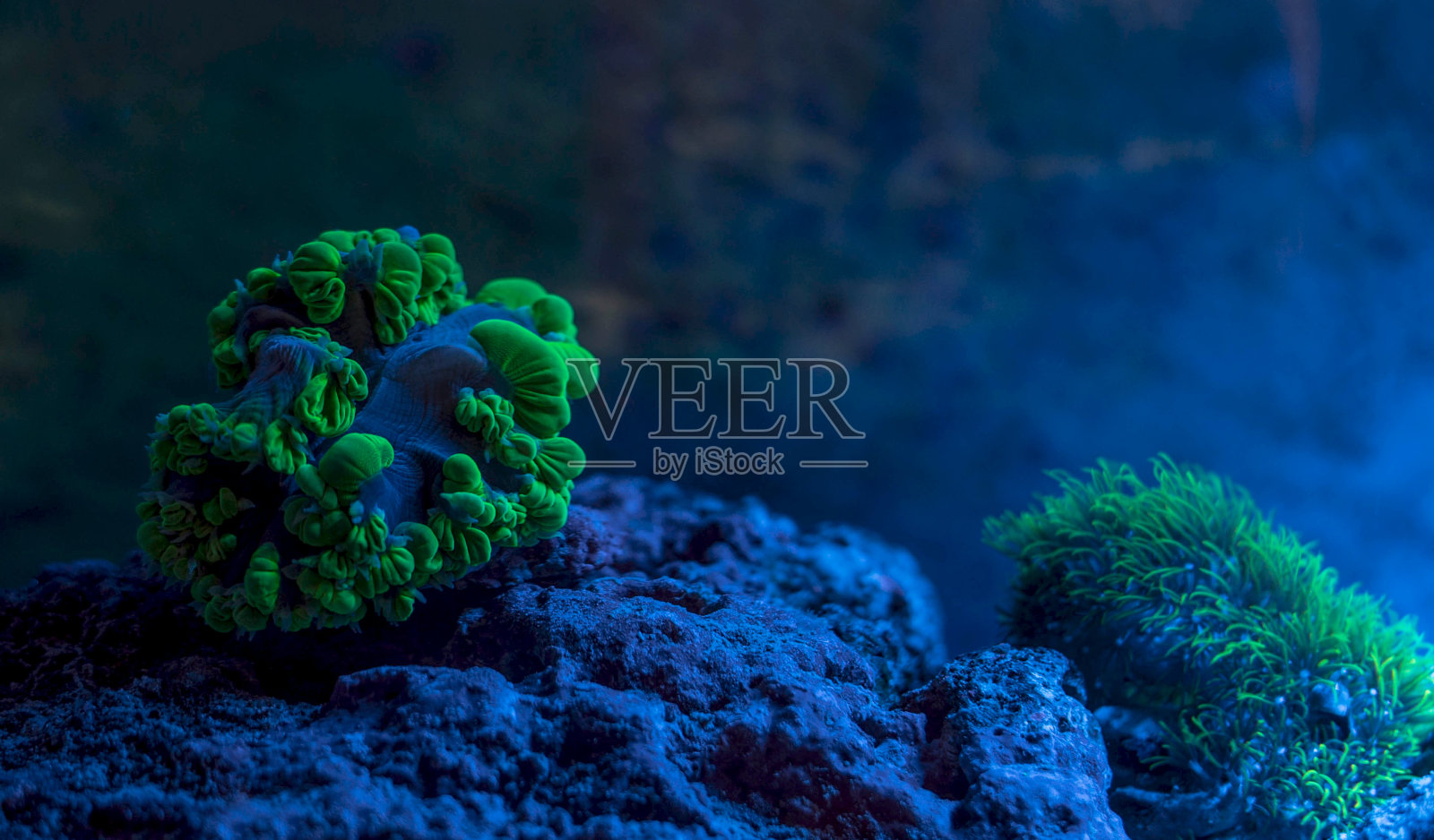 水珠珊瑚，气泡珊瑚。星形水螅目。珊瑚礁箱，海洋水族馆。充满植物的蓝色水族馆碎片。照片摄影图片