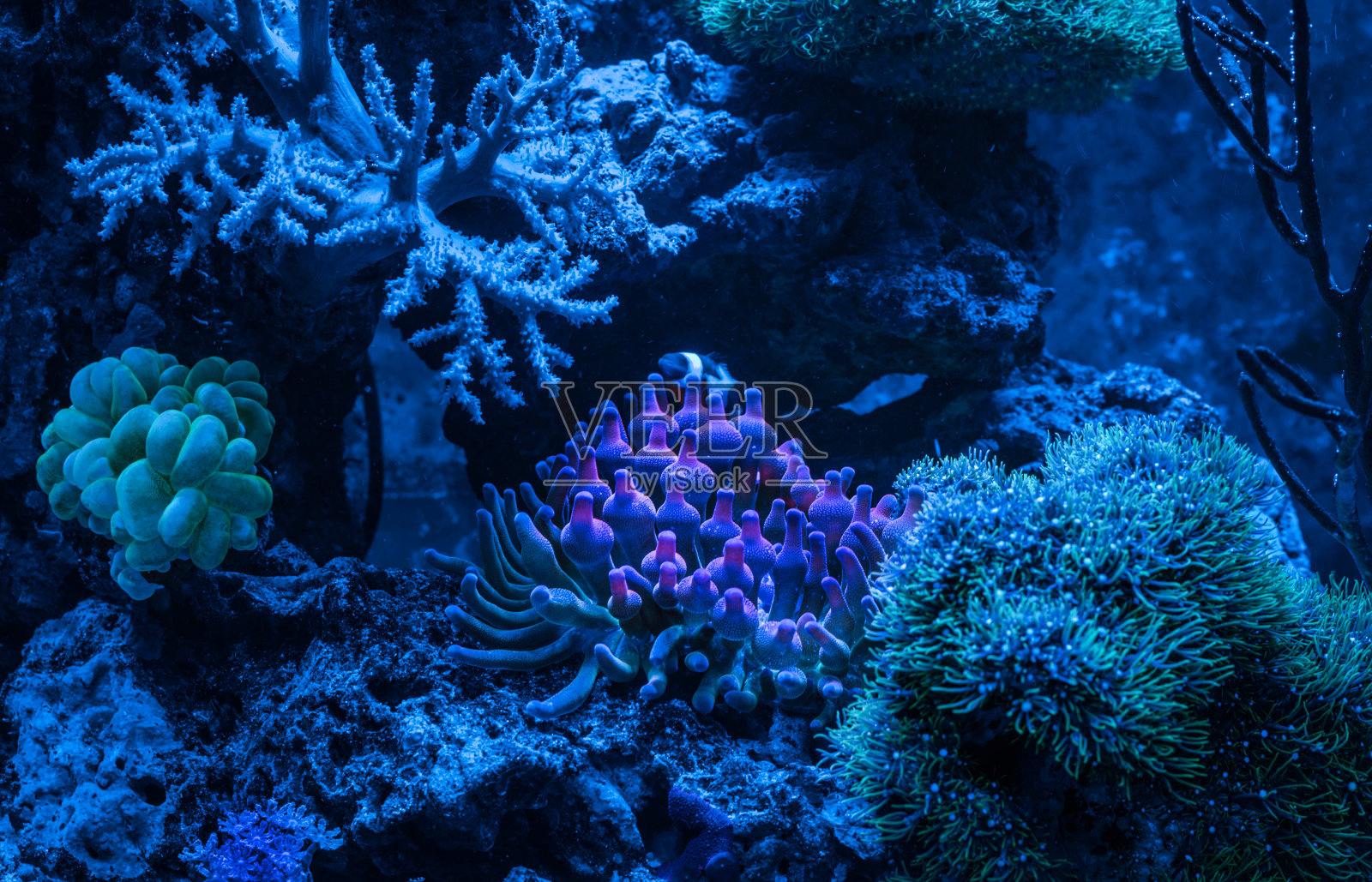 四色海葵(泡沫尖海葵，玉米海葵)和黑头海葵(黑头小丑鱼)。海扇柳珊瑚。Clavularia。照片摄影图片