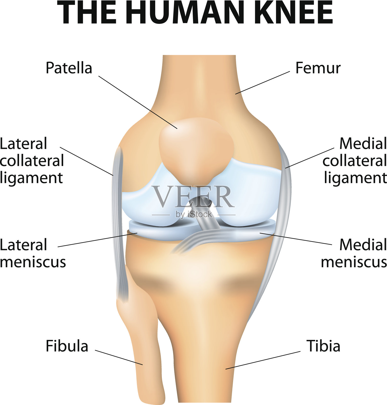 人工膝关节解剖插画图片素材