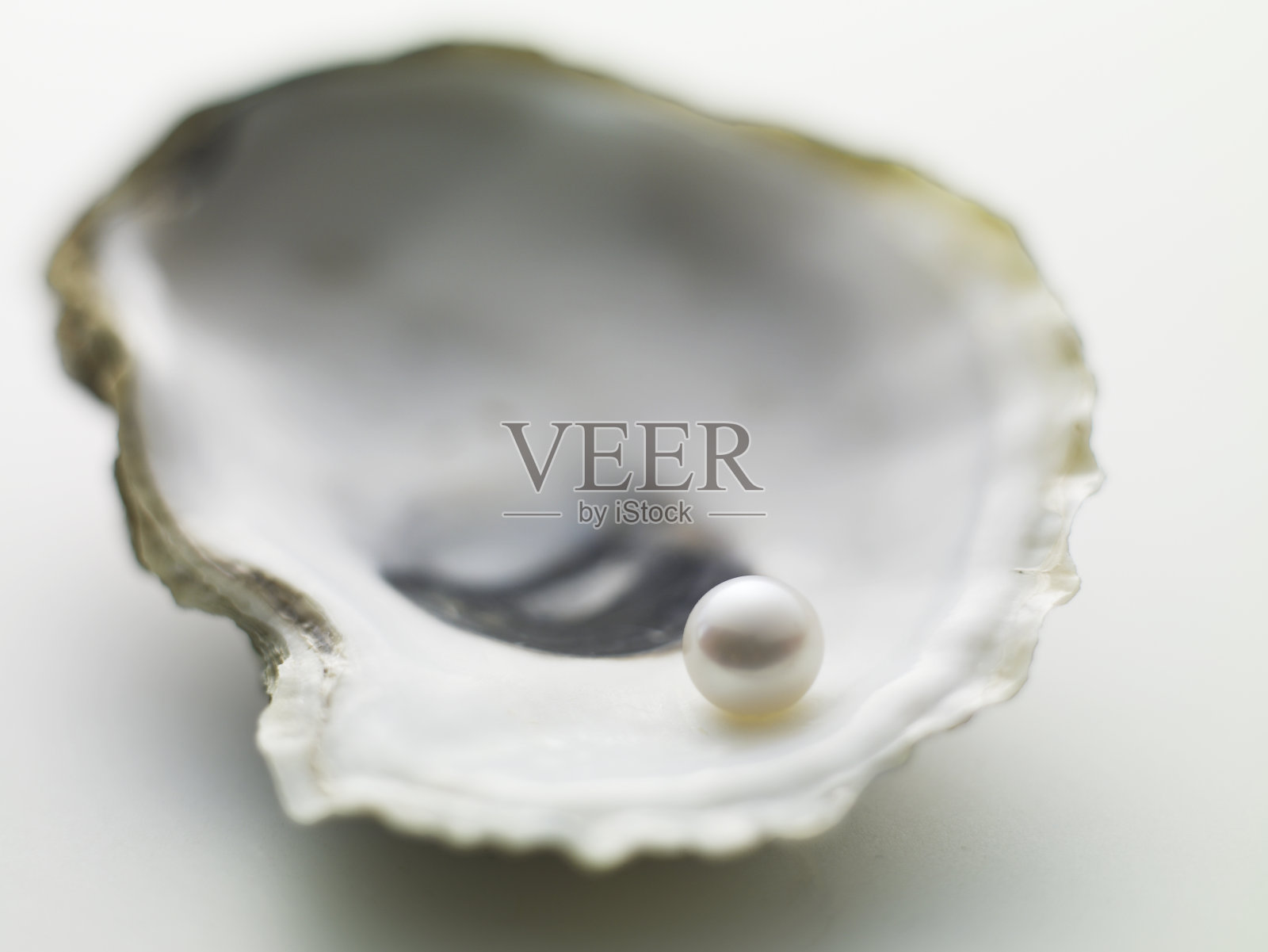 色彩柔和的背景上的一颗蚌中的珍珠照片摄影图片