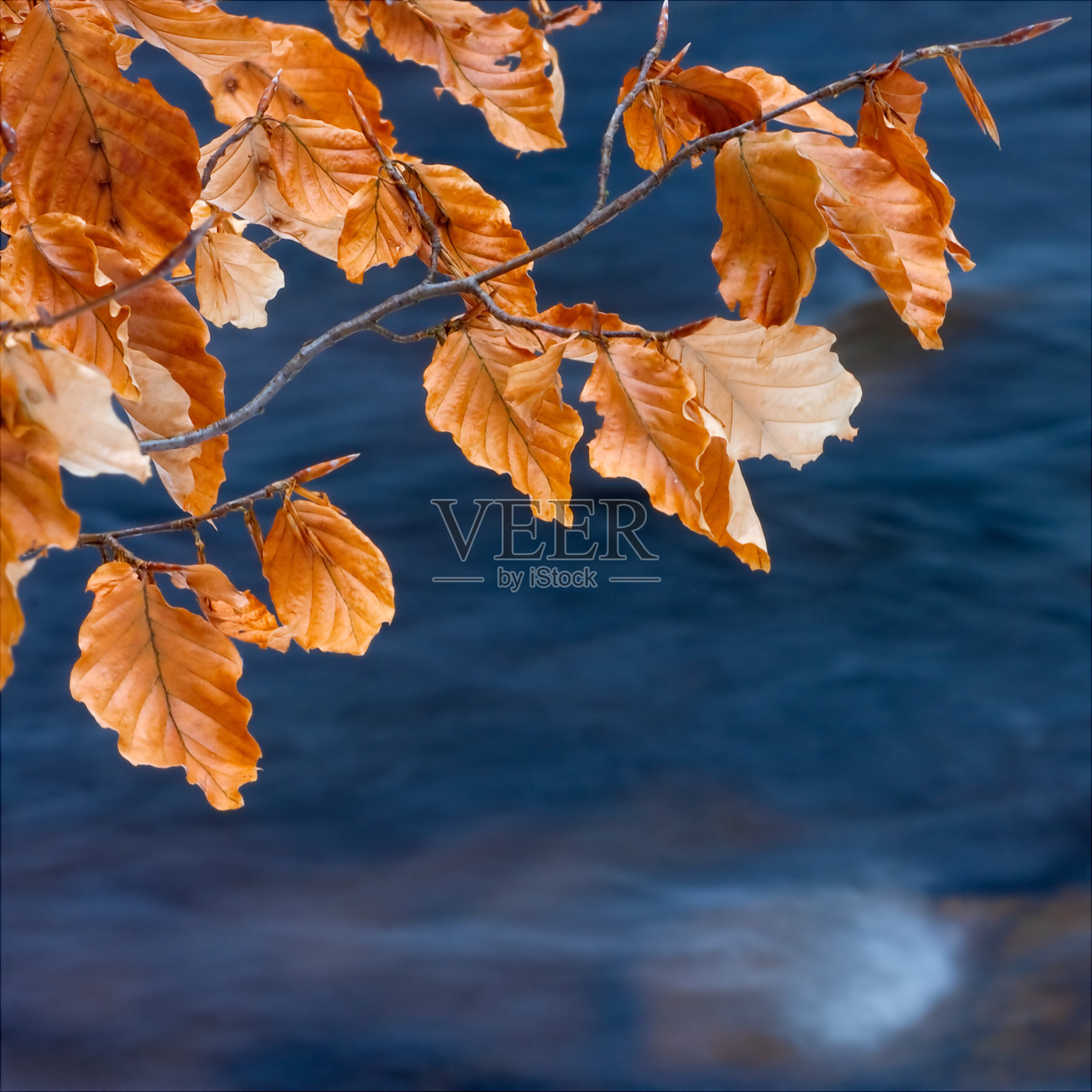 橙色的秋叶前面是蓝色的水照片摄影图片