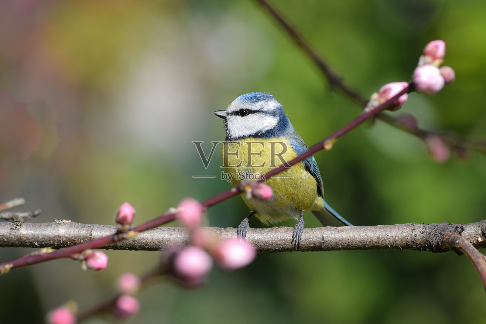 蓝山雀栖息在盛开的桃树上照片摄影图片