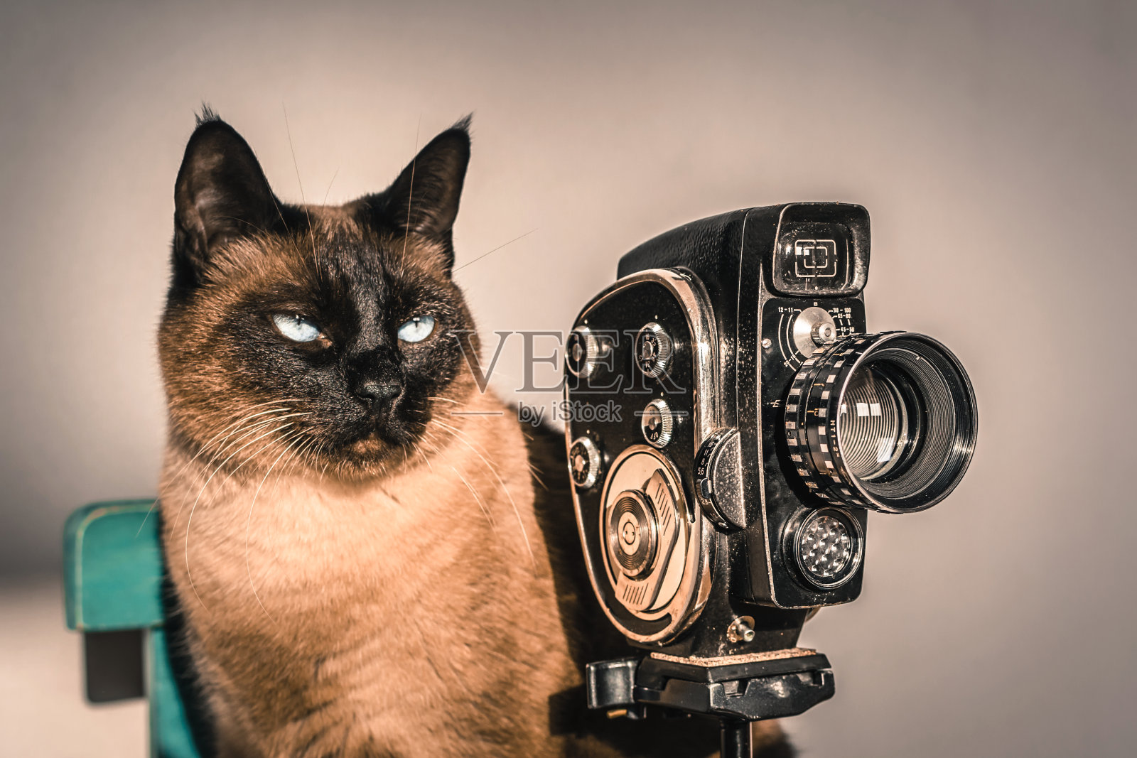 猫扮演电影导演。照片摄影图片