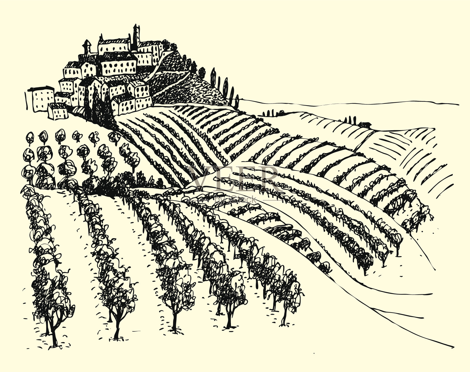 美丽的葡萄园在山谷。插画图片素材