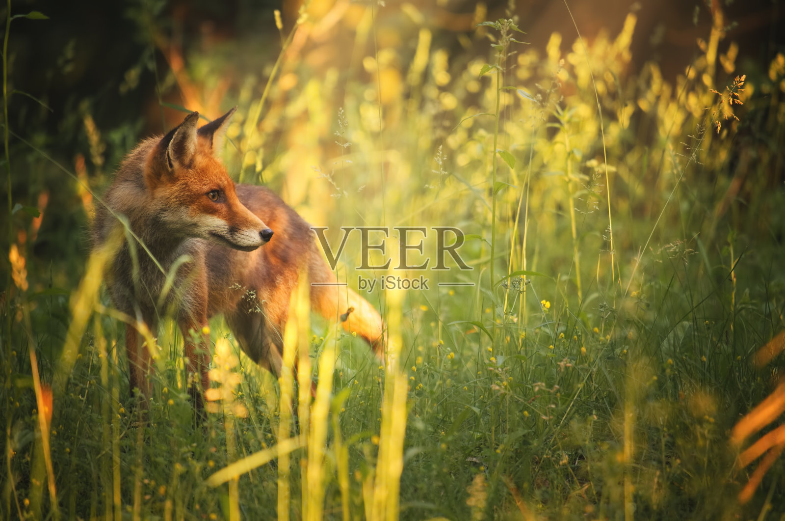 夏日森林里的狐狸照片摄影图片