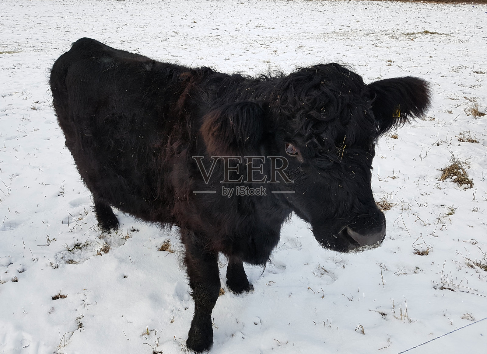 加洛威牛肉腰带，冬天，雪照片摄影图片
