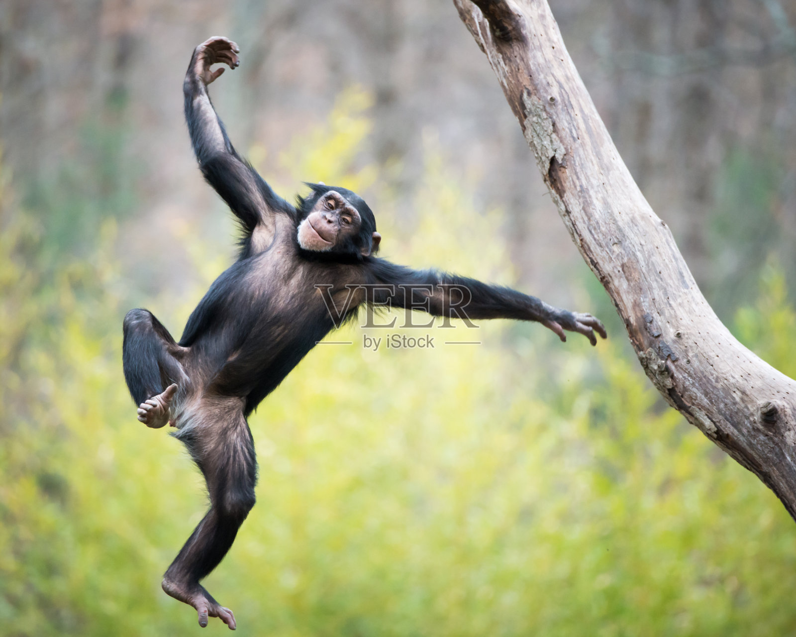 黑猩猩在飞行中照片摄影图片