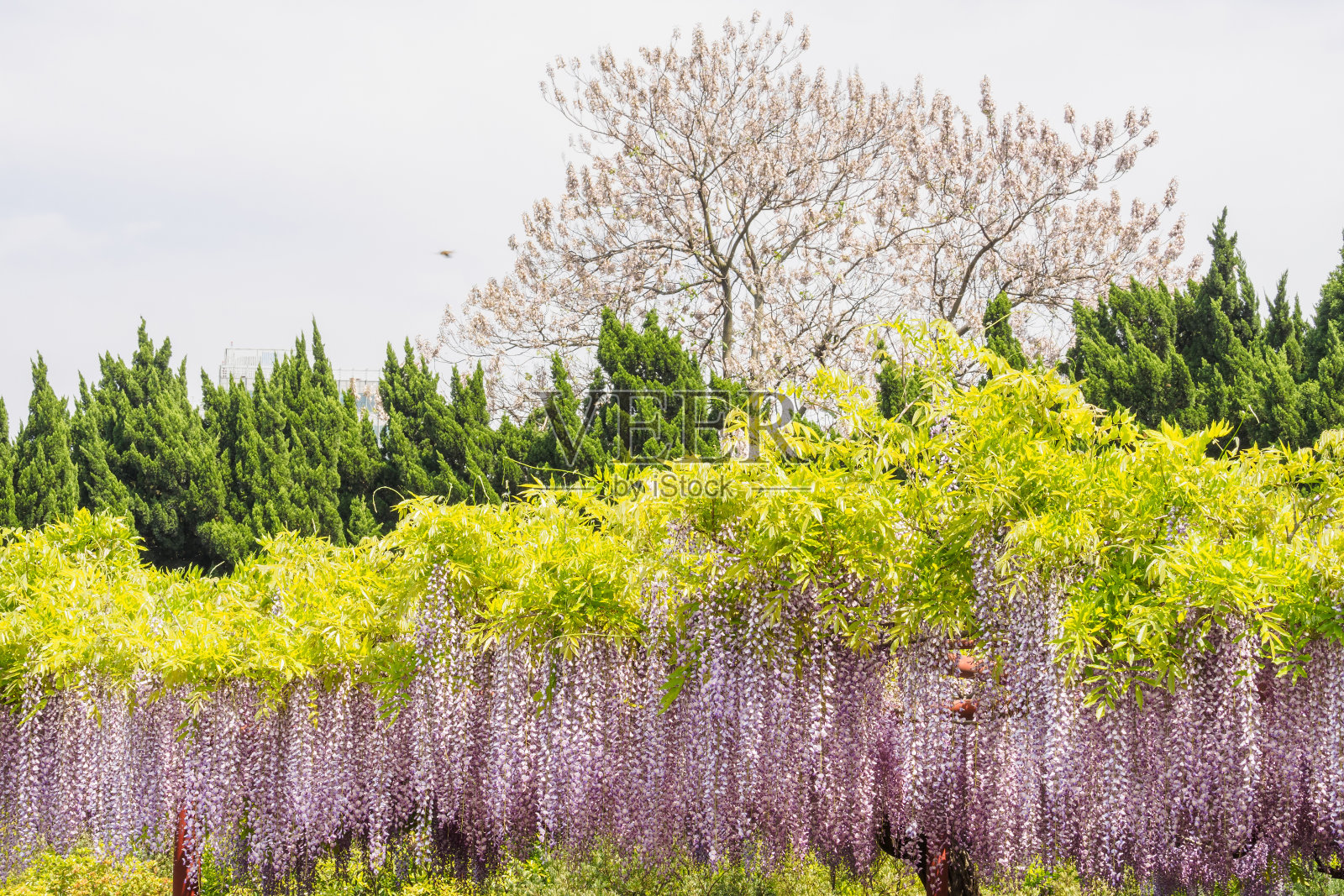 春花系列，紫藤花架园照片摄影图片