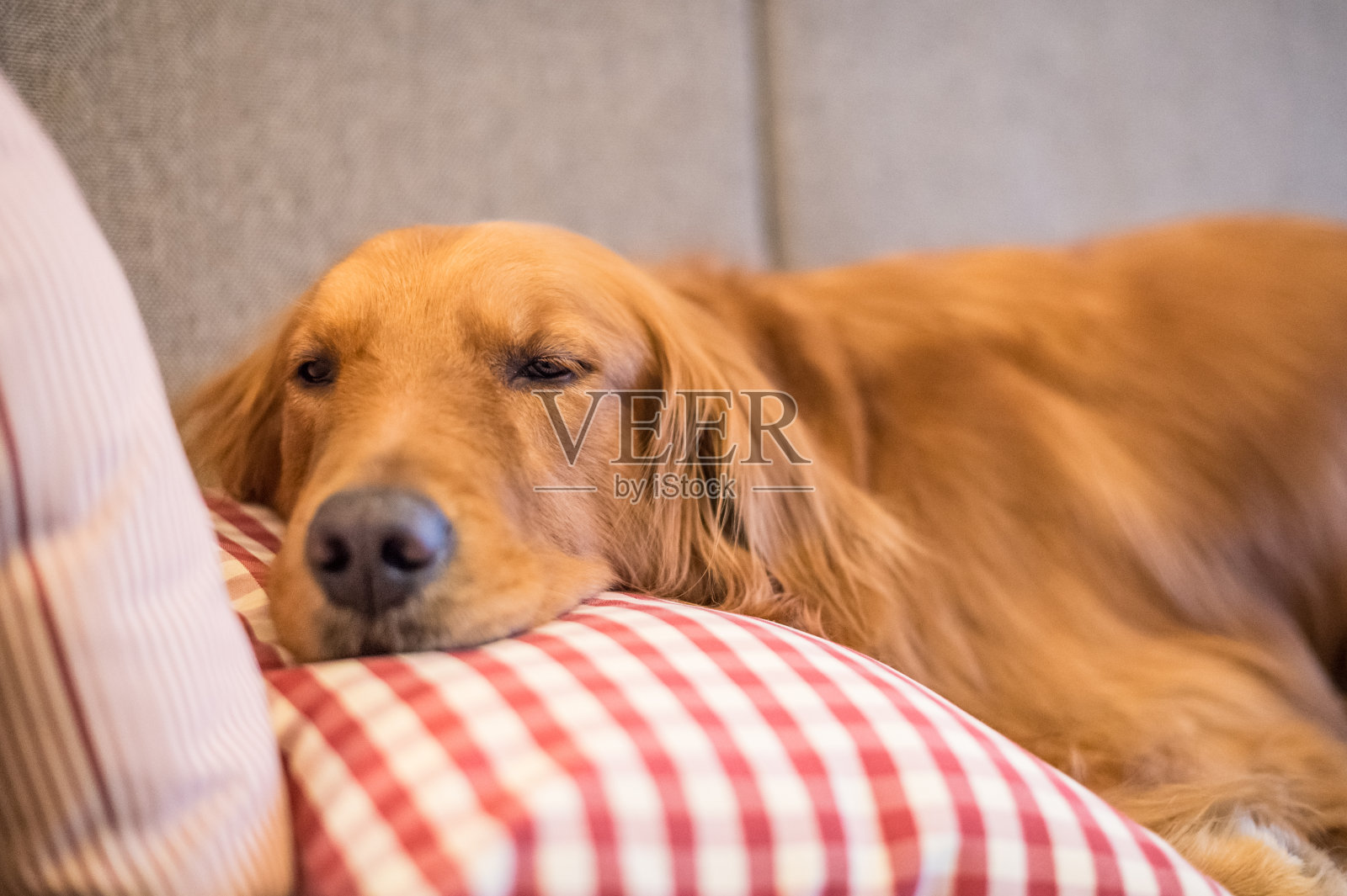 金毛猎犬睡在沙发上照片摄影图片