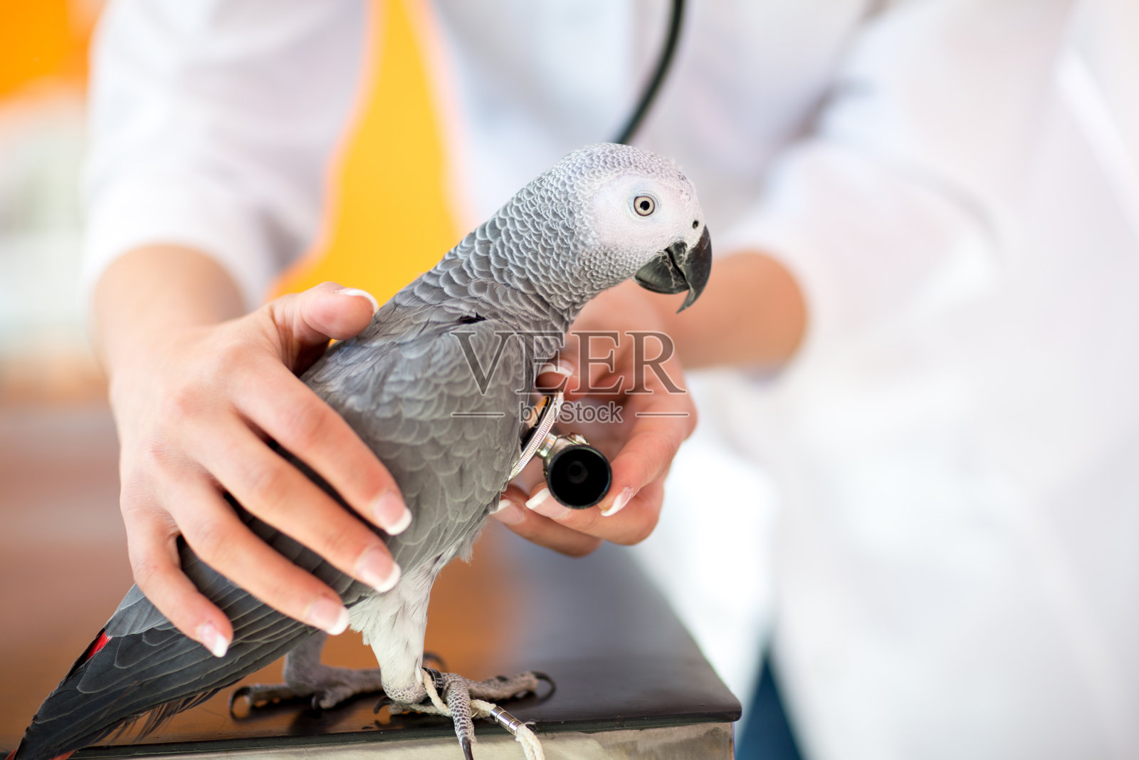 在兽医诊所用听诊器检查生病的鹦鹉照片摄影图片