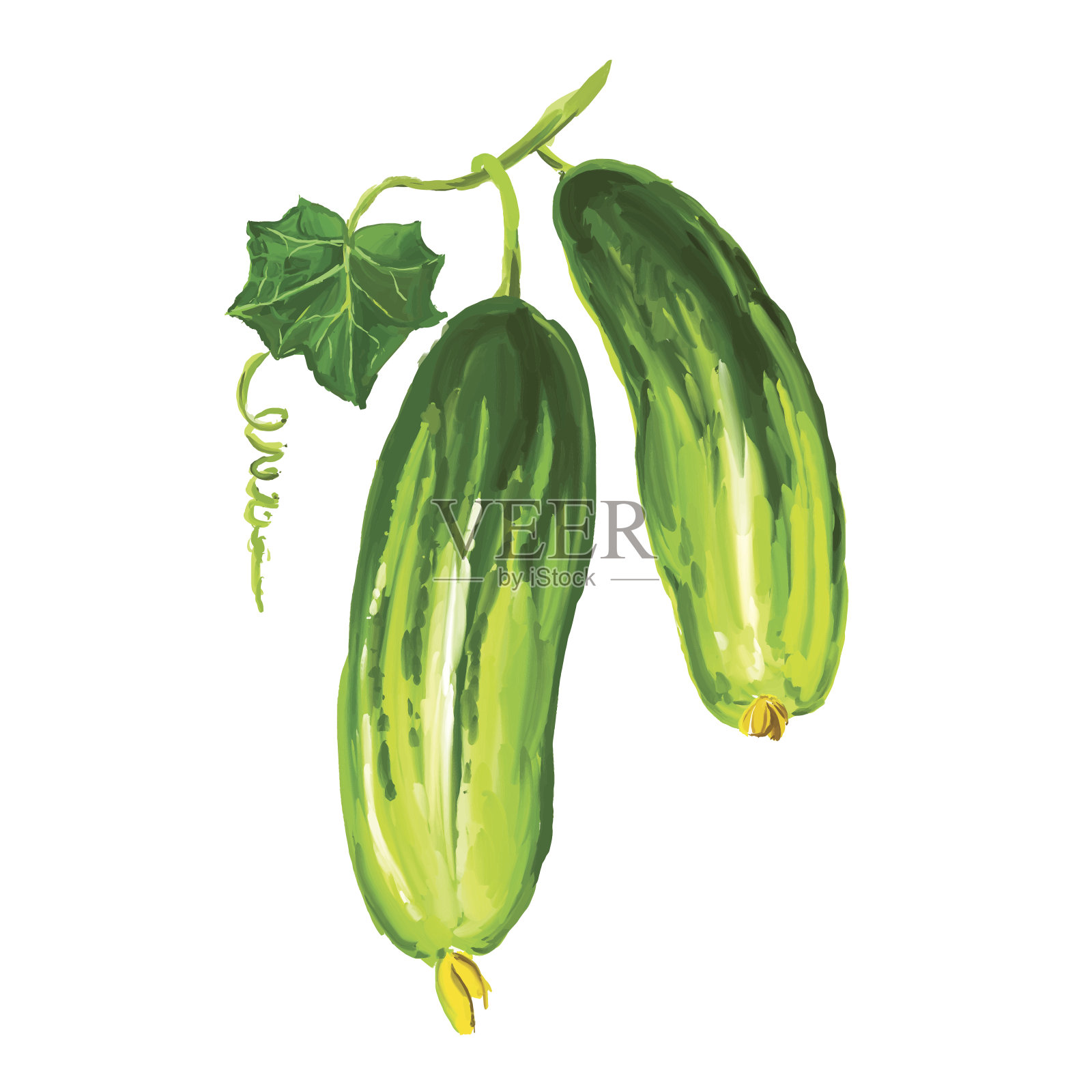 黄瓜蔬菜矢量插图手绘水彩插画图片素材