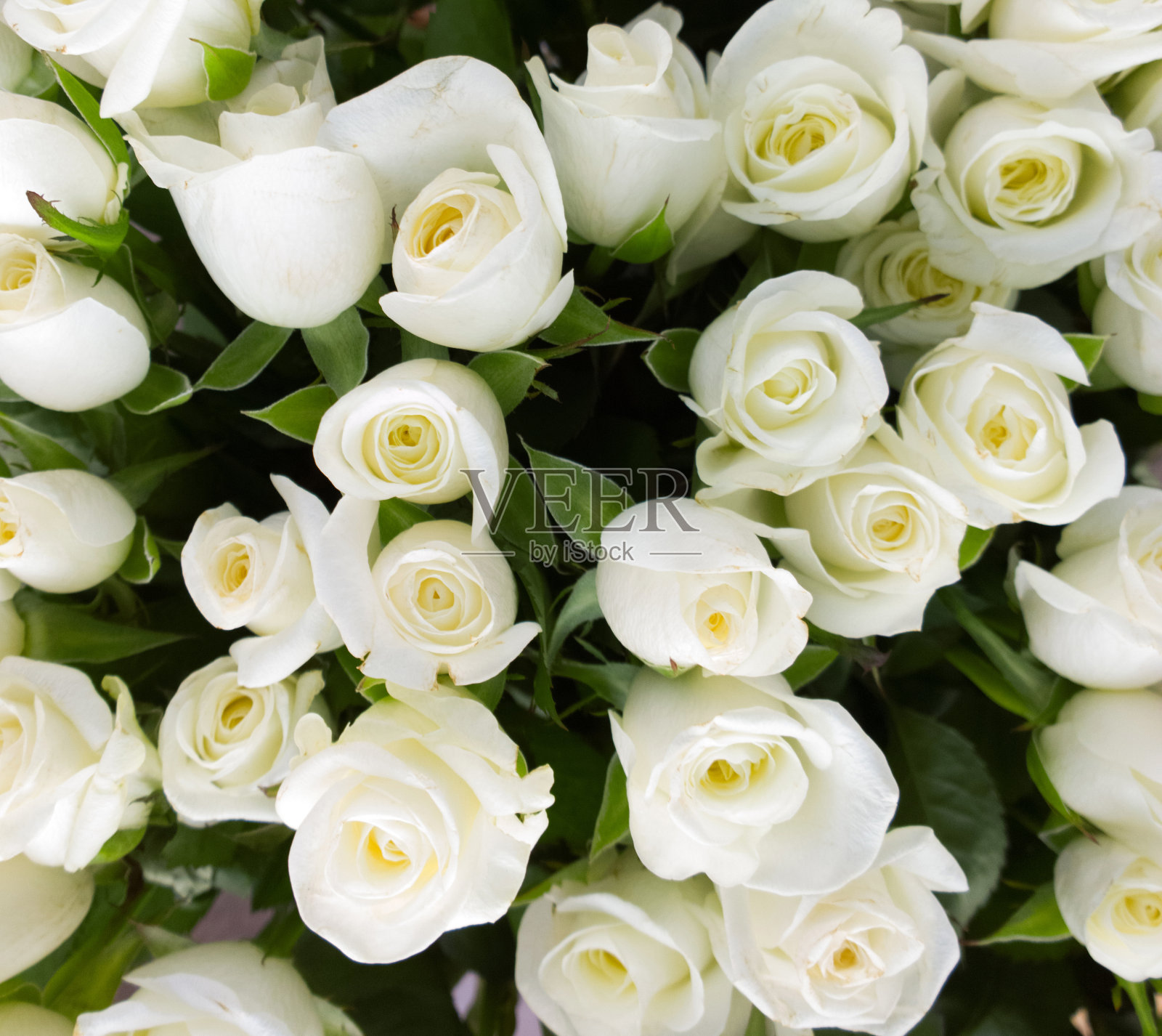 白玫瑰。照片摄影图片