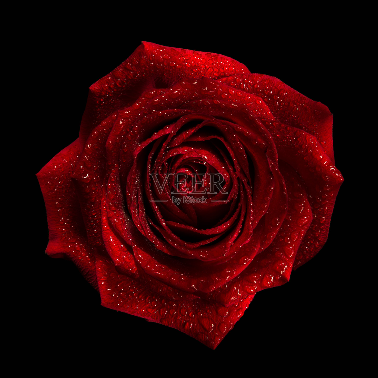红玫瑰照片摄影图片