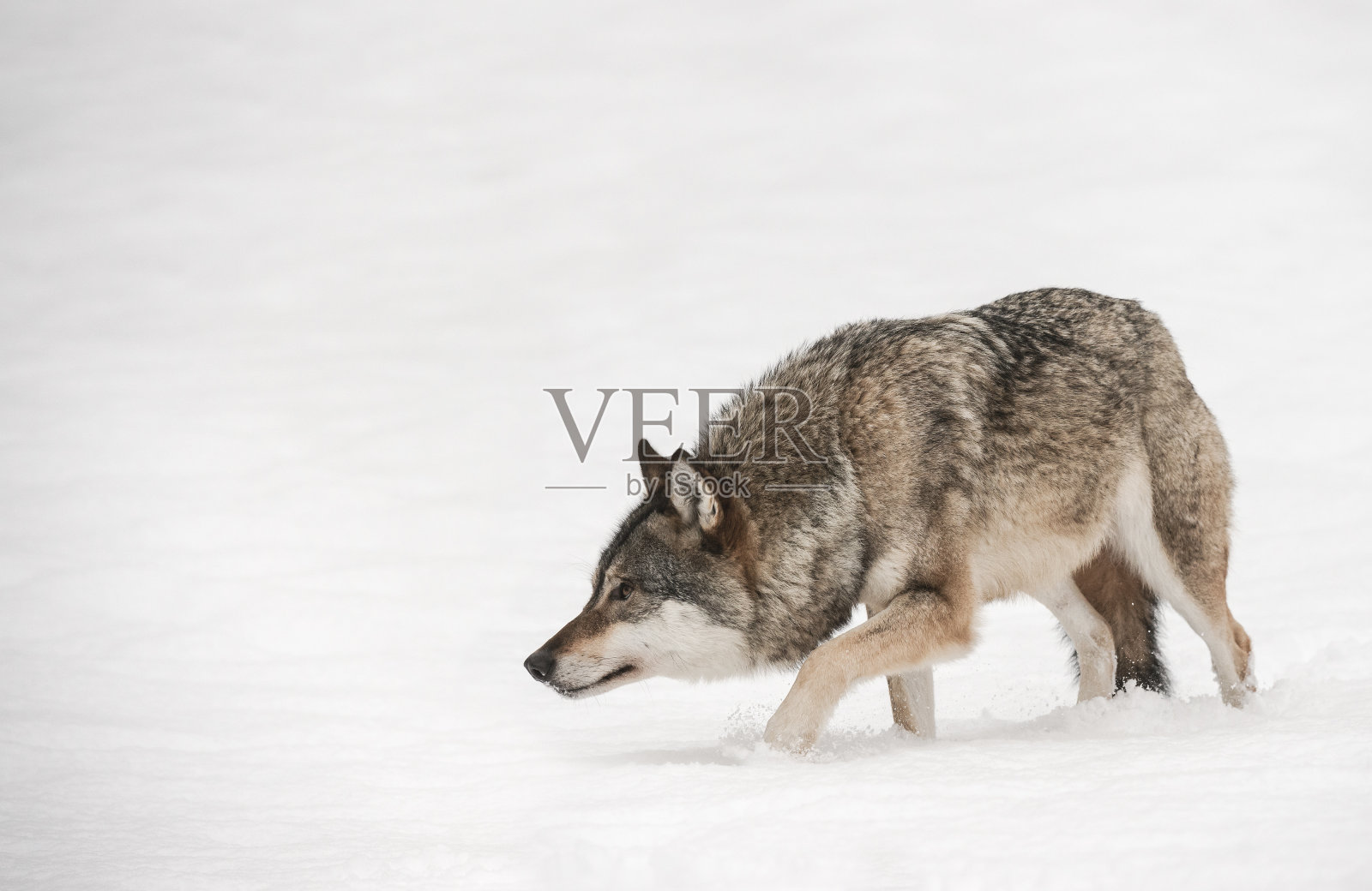 一只独狼小心翼翼地在雪地里前行照片摄影图片