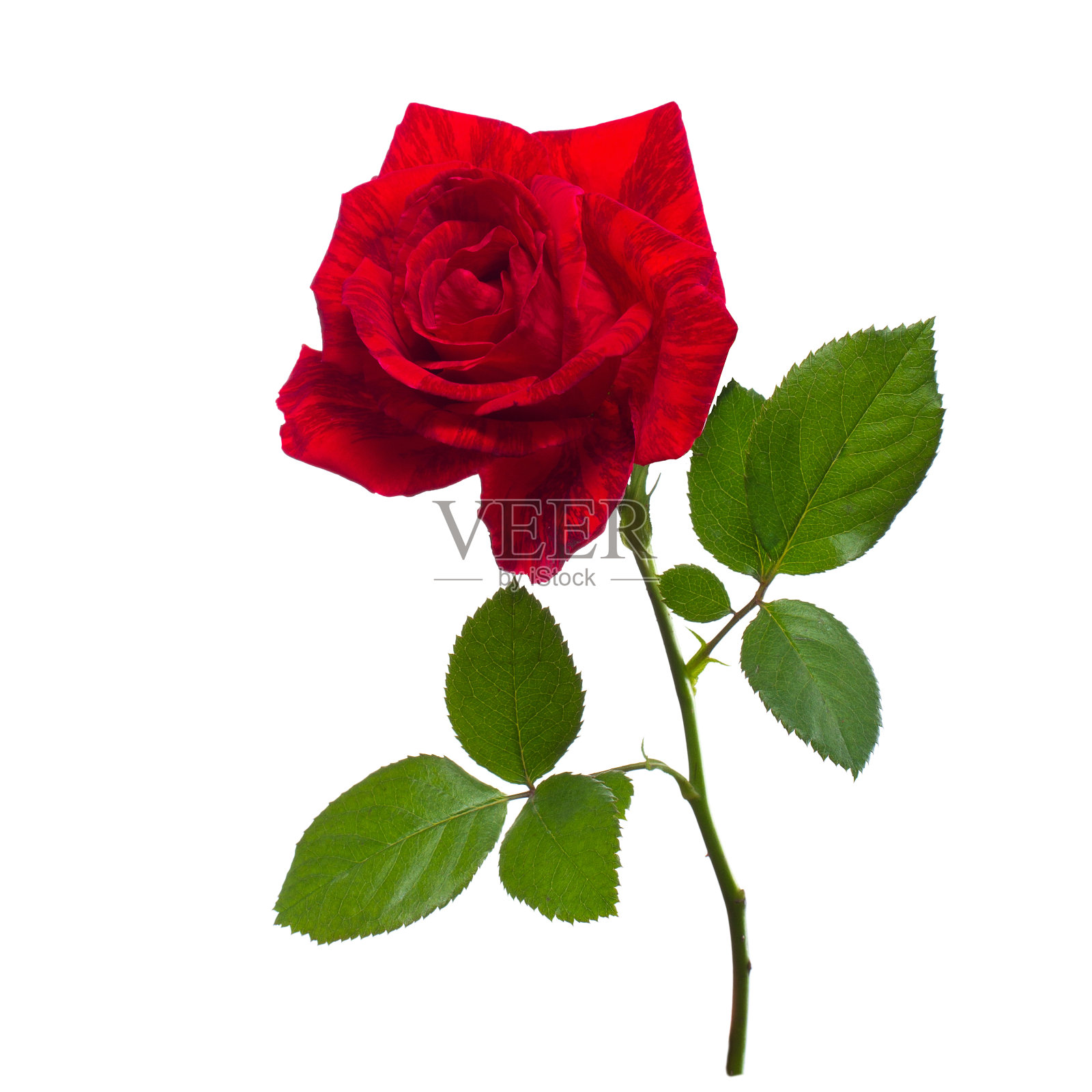 单瓣红玫瑰，孤立背景照片摄影图片