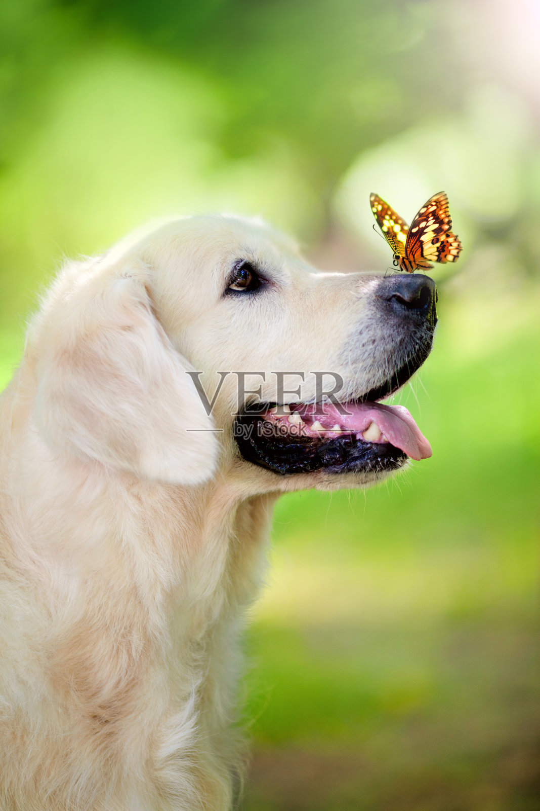 金毛猎犬和蝴蝶照片摄影图片