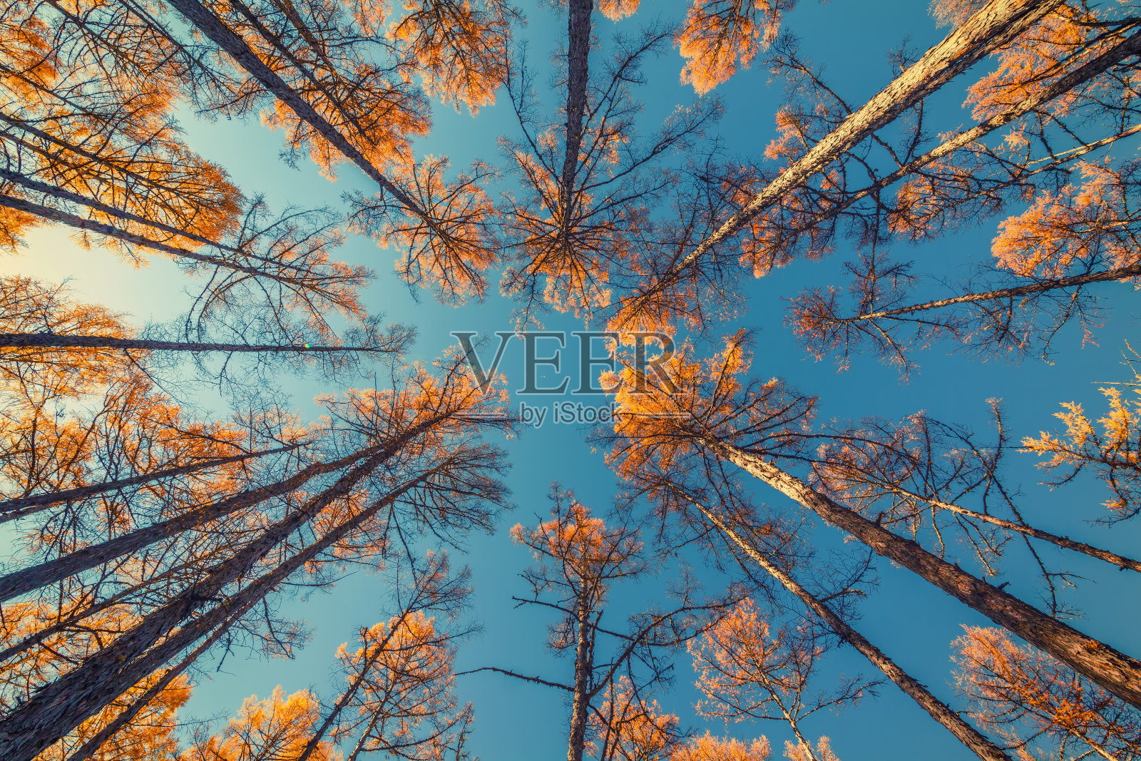 仰望着树木和湛蓝的天空照片摄影图片