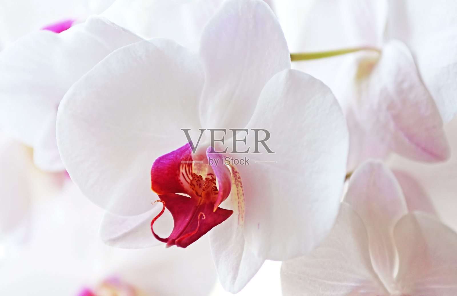 白色的兰花的花照片摄影图片