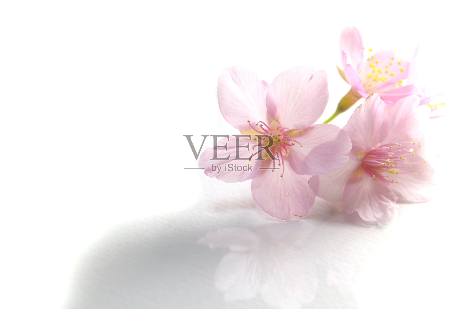 日本樱花在白色#2照片摄影图片