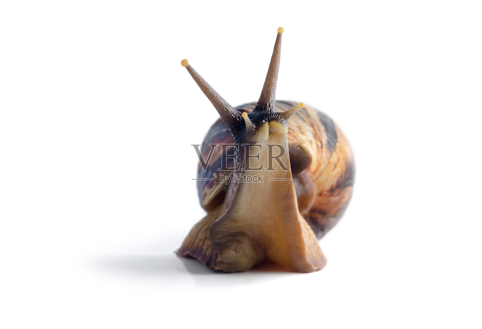 孤立的蜗牛阿卡蒂娜fulica在白色背景照片摄影图片