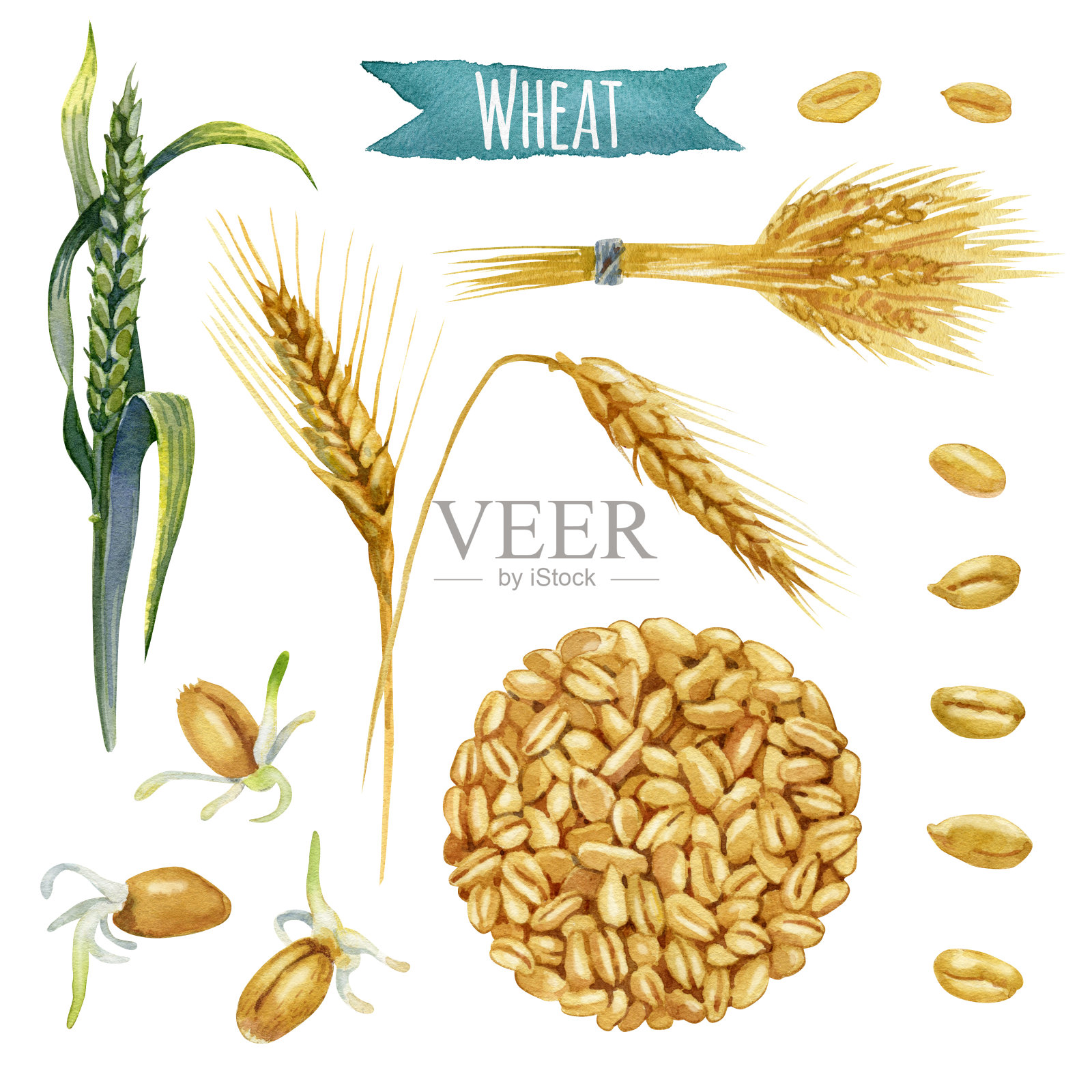 小麦，手绘水彩画集插画图片素材