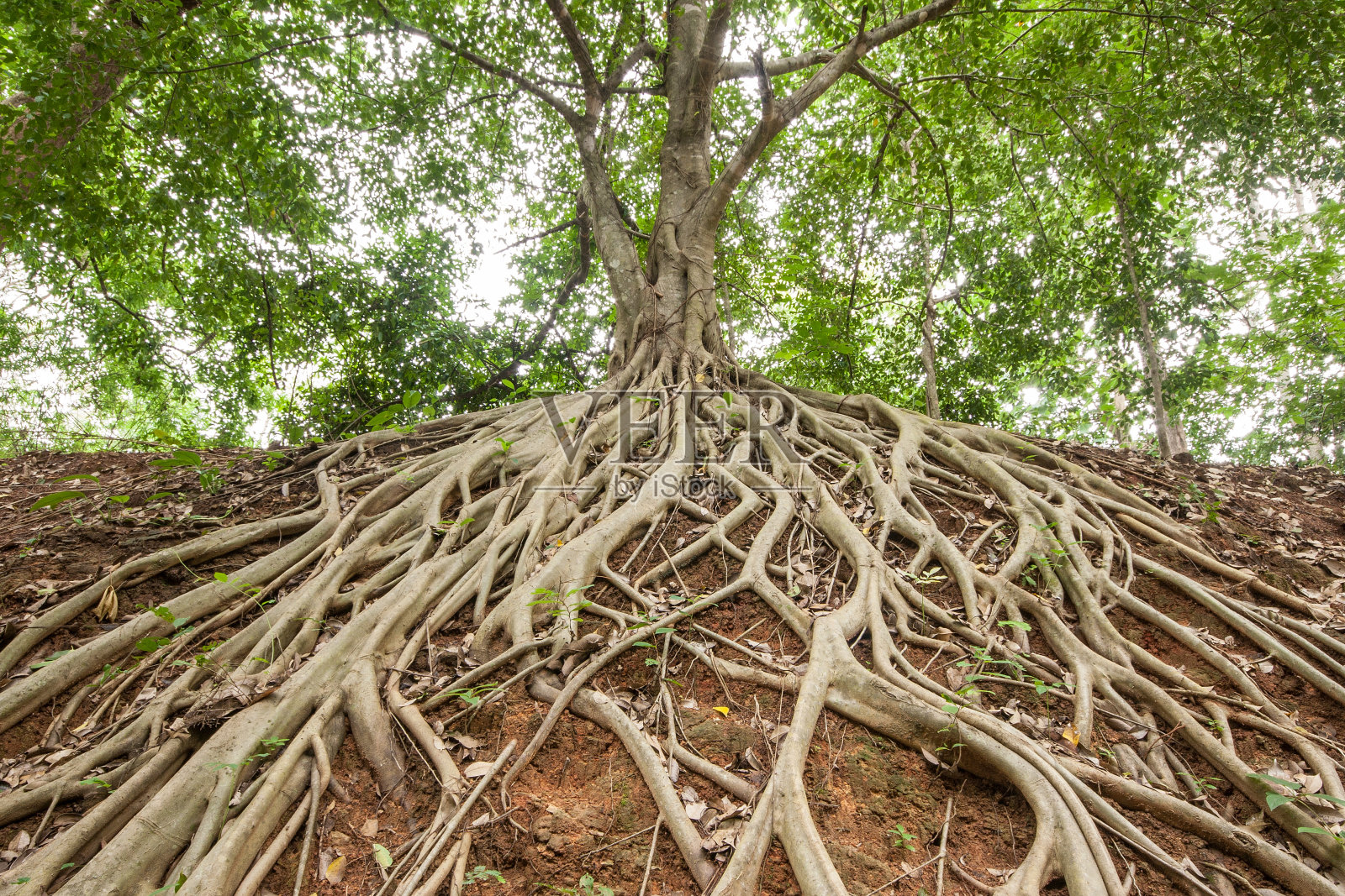 榕树的根。照片摄影图片