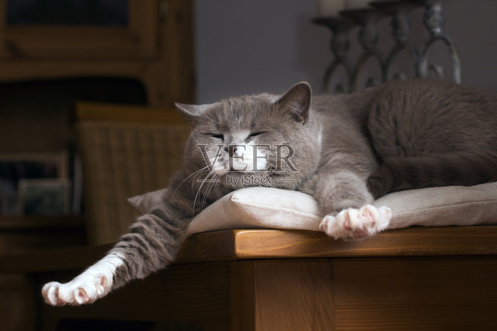 英国短毛猫在桌子上醒来照片摄影图片
