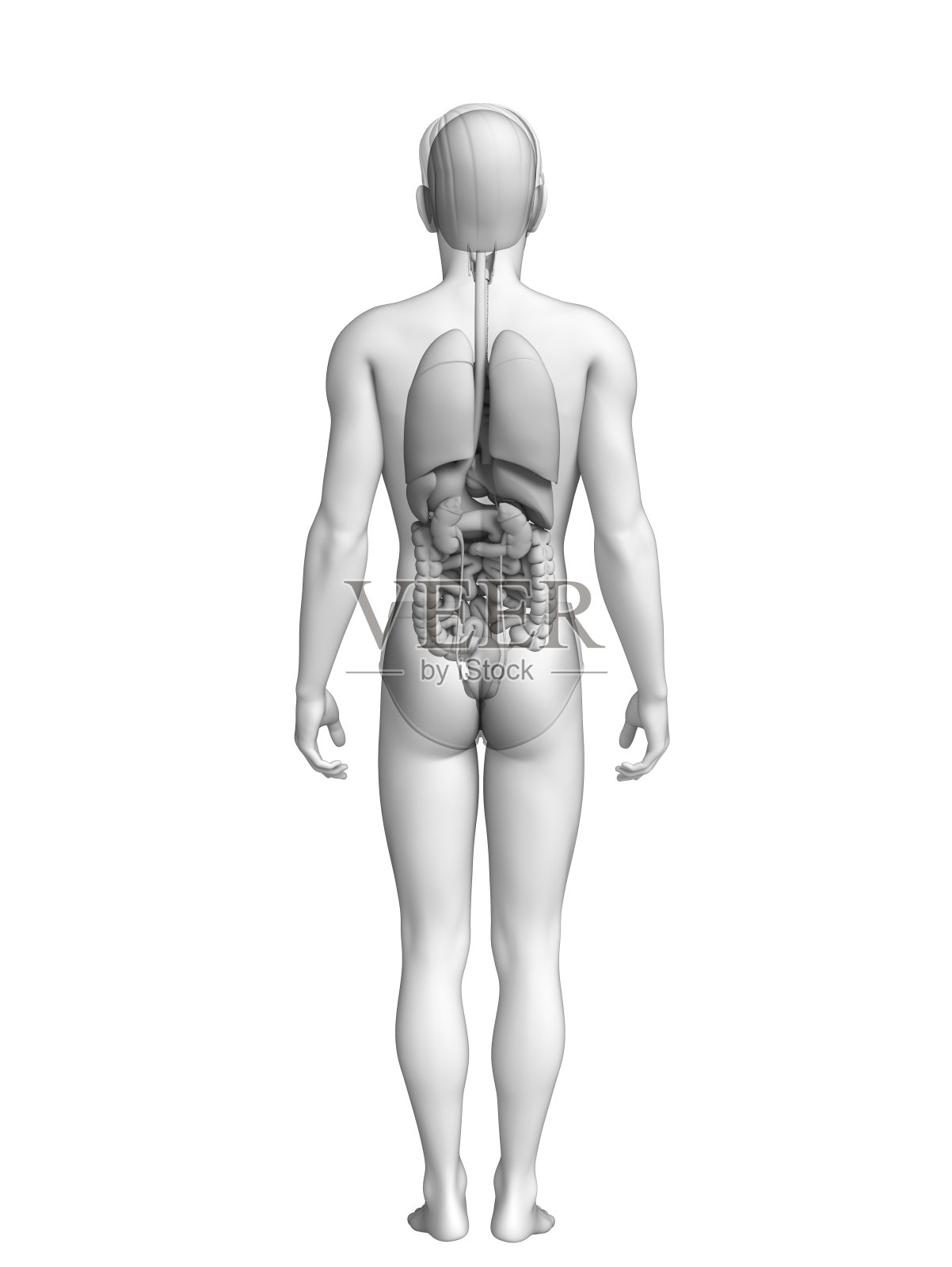 男性解剖消化系统照片摄影图片