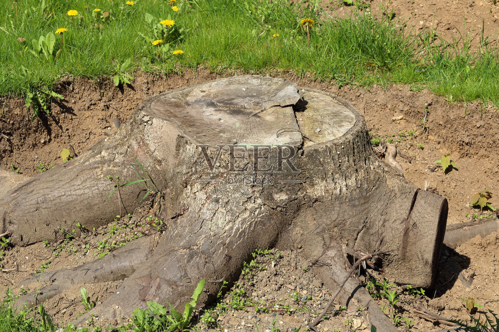 半暴露的树桩-在挖掘中间的树桩照片摄影图片