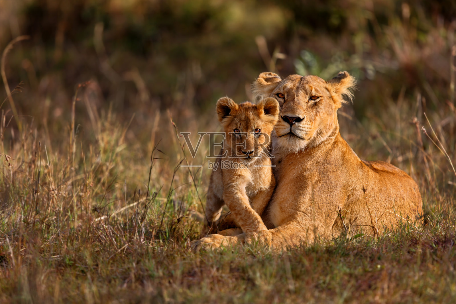 狮子妈妈和幼崽照片摄影图片