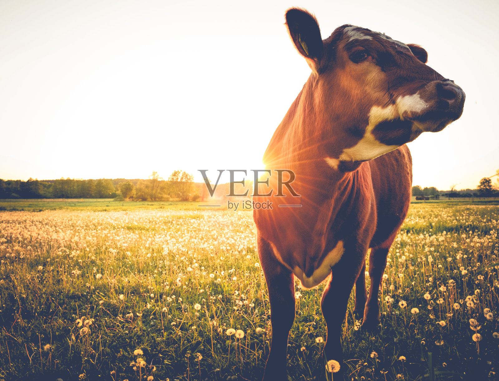 日落时分，快乐的单身母牛照片摄影图片