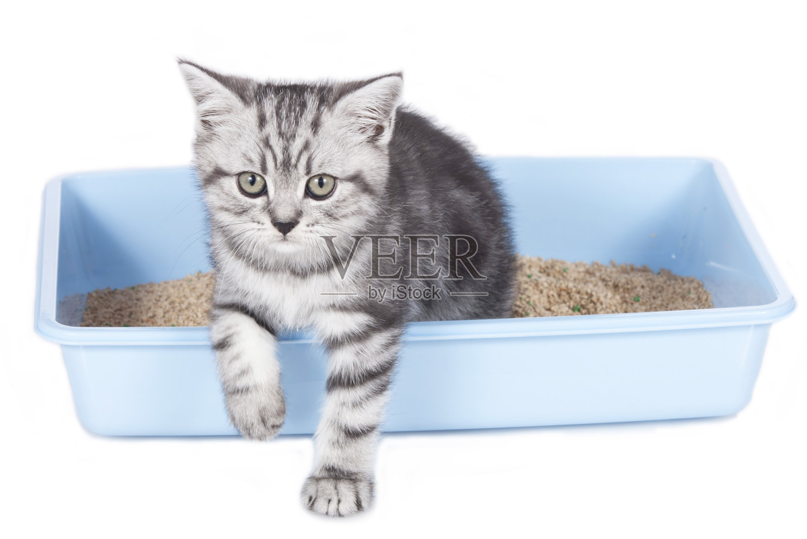 猫砂盒里可爱的小猫照片摄影图片