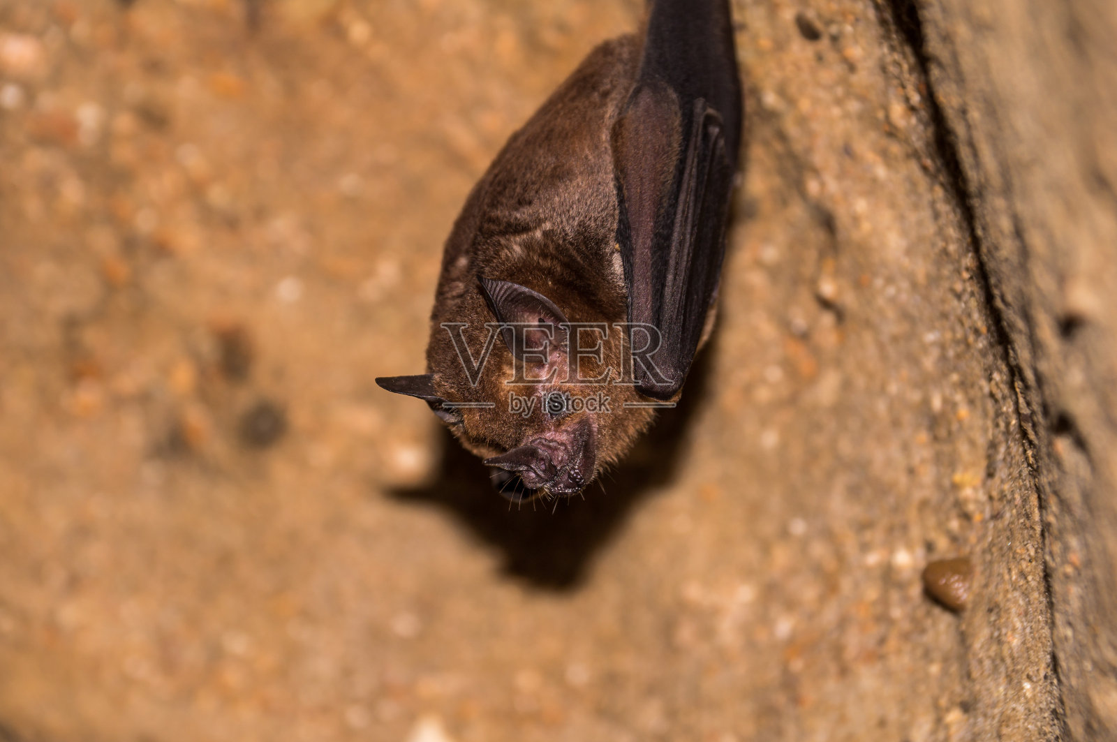 蝙蝠悬挂在黑暗的洞穴天花板上照片摄影图片