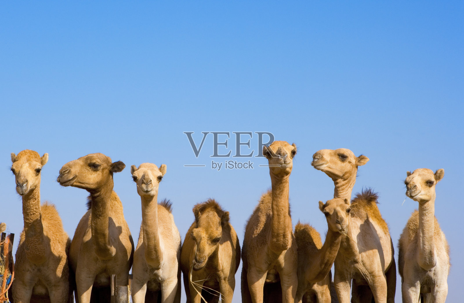 排成一列的骆驼照片摄影图片