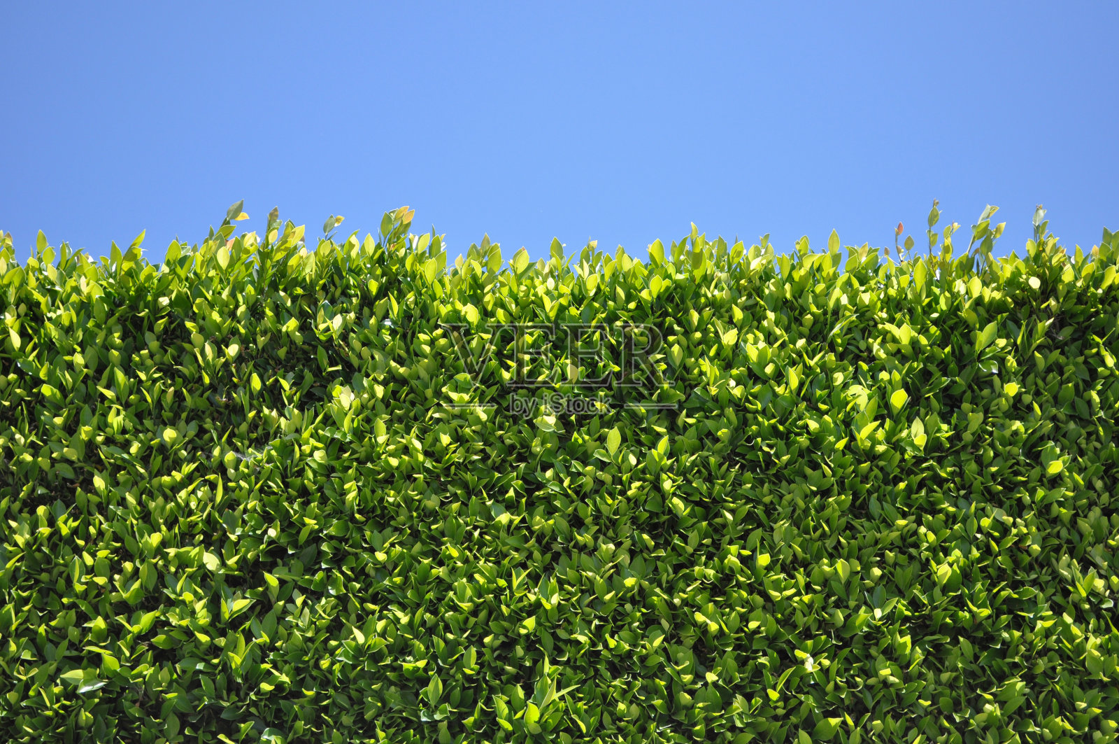 Green Hedge Fence照片摄影图片