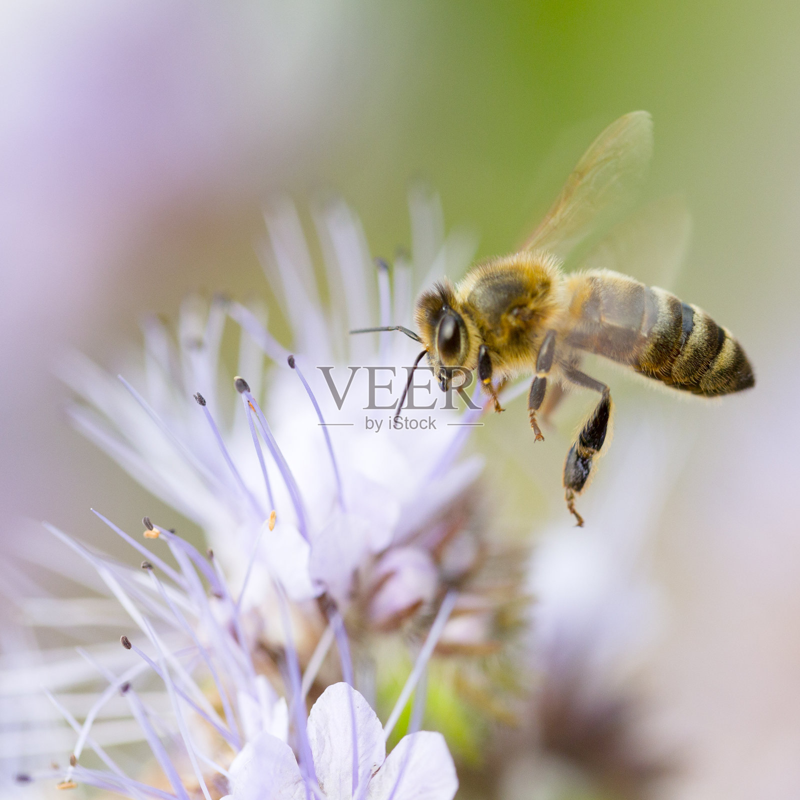 蜜蜂飞向花朵照片摄影图片