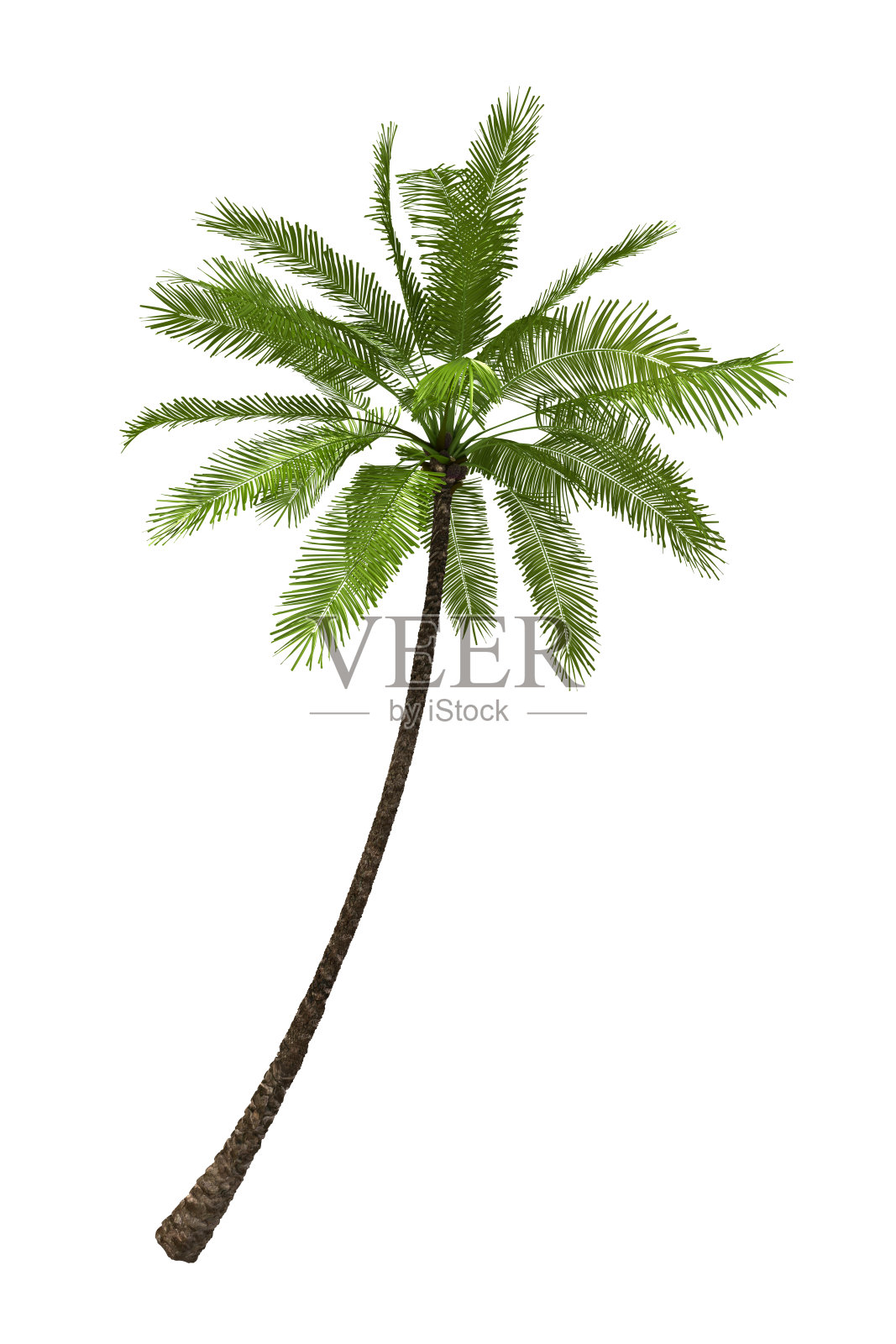 纯白色背景上的棕榈树渲染(XXXL)设计元素图片