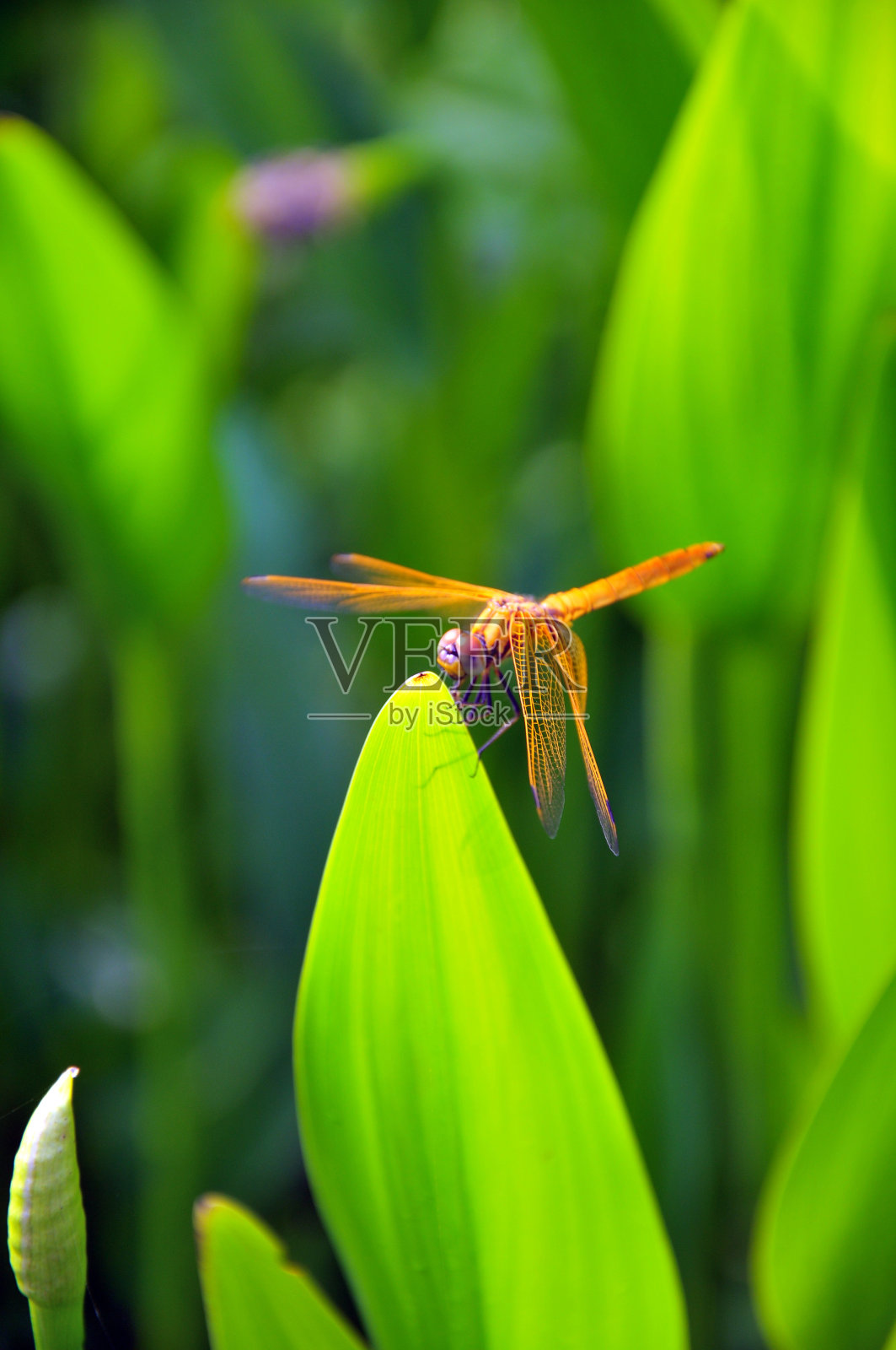 蜻蜓在水生植物照片摄影图片
