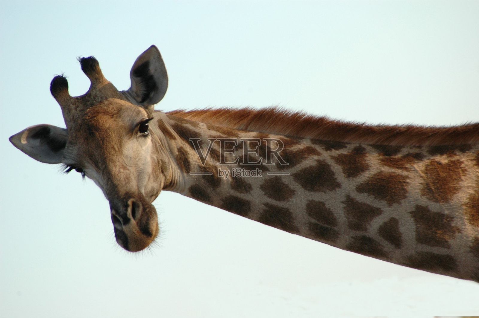 长颈鹿在晴空下的特写镜头照片摄影图片