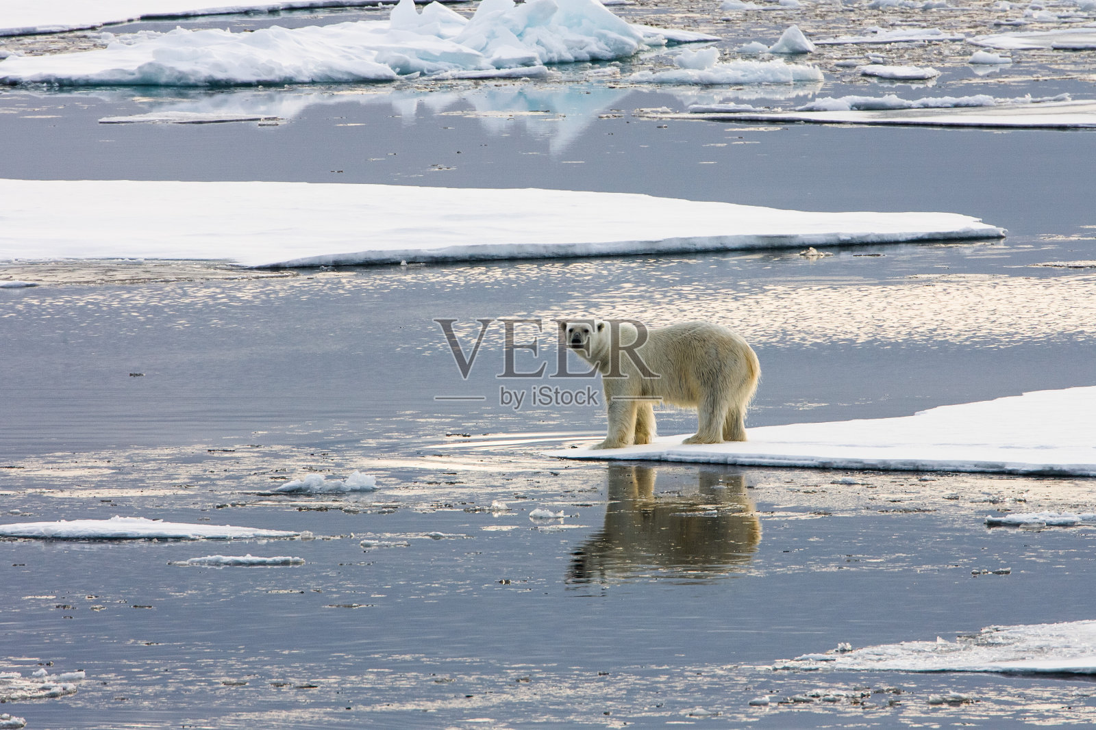 北极熊站在被水包围的浮冰上照片摄影图片